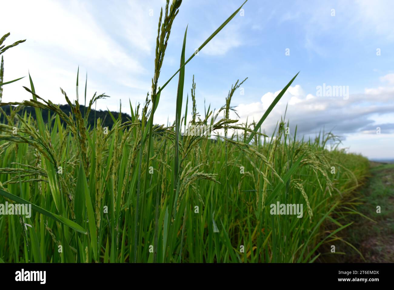 Reisohr. Nahaufnahme von Reissamen im Paddy-Ohr. Wunderschönes Reisfeld und Reisohr auf dem Hintergrund des blauen Himmels. Stockfoto