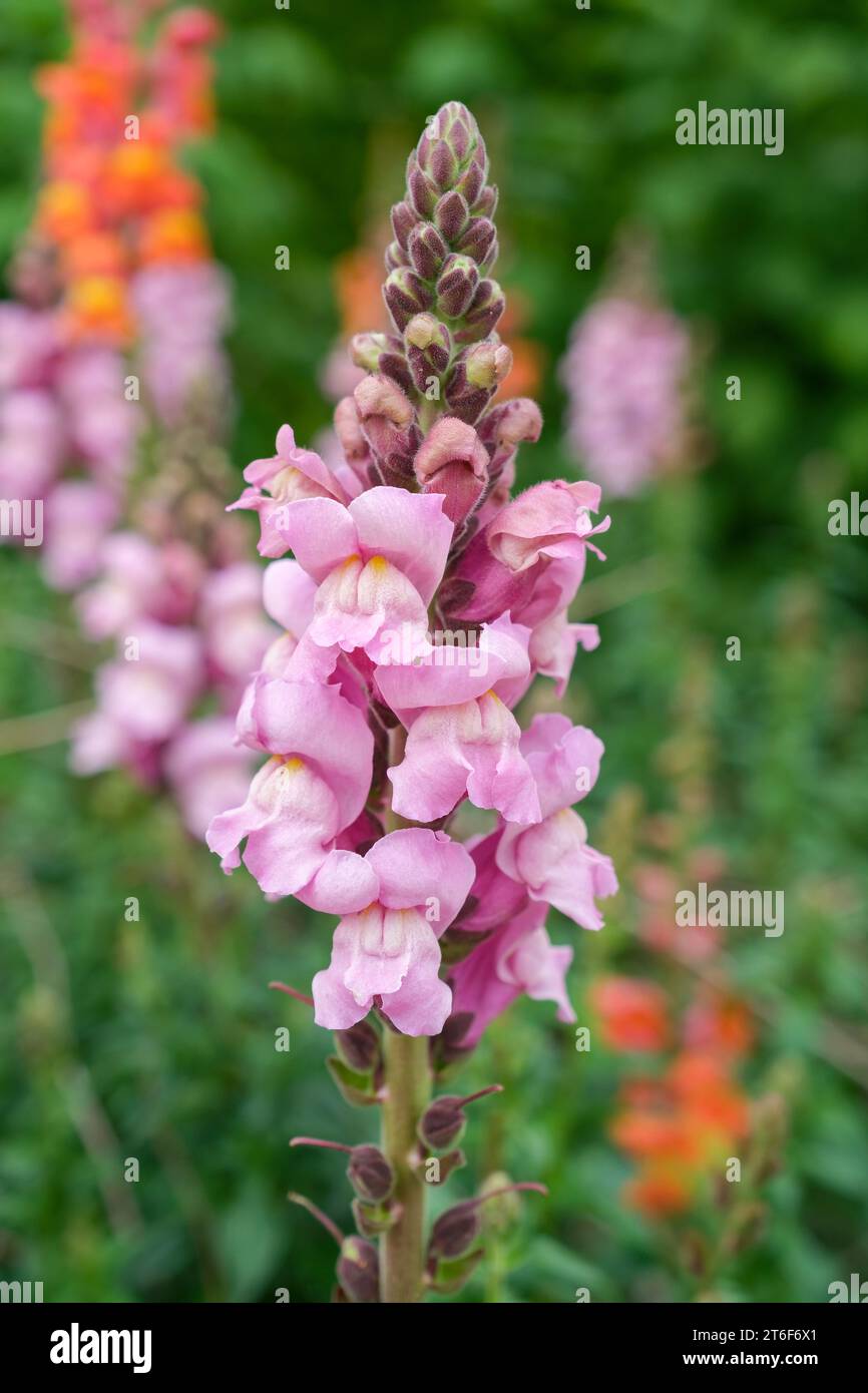 Antirhinum-Potomac-Lavendel, snapdragon-Lavendel, dunkelrosa Blüten Stockfoto
