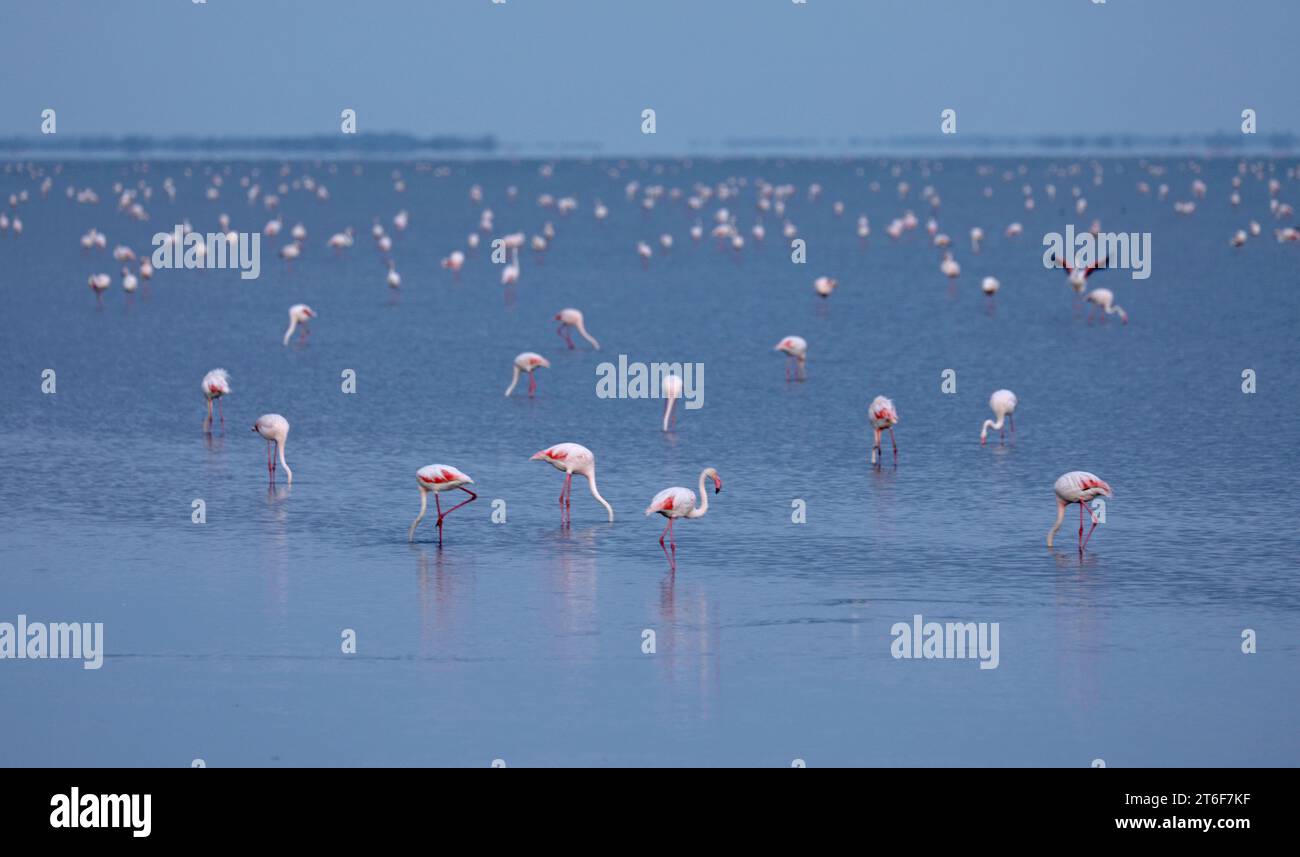 Rosa Flamingos in der Camargue im Wasser Stockfoto