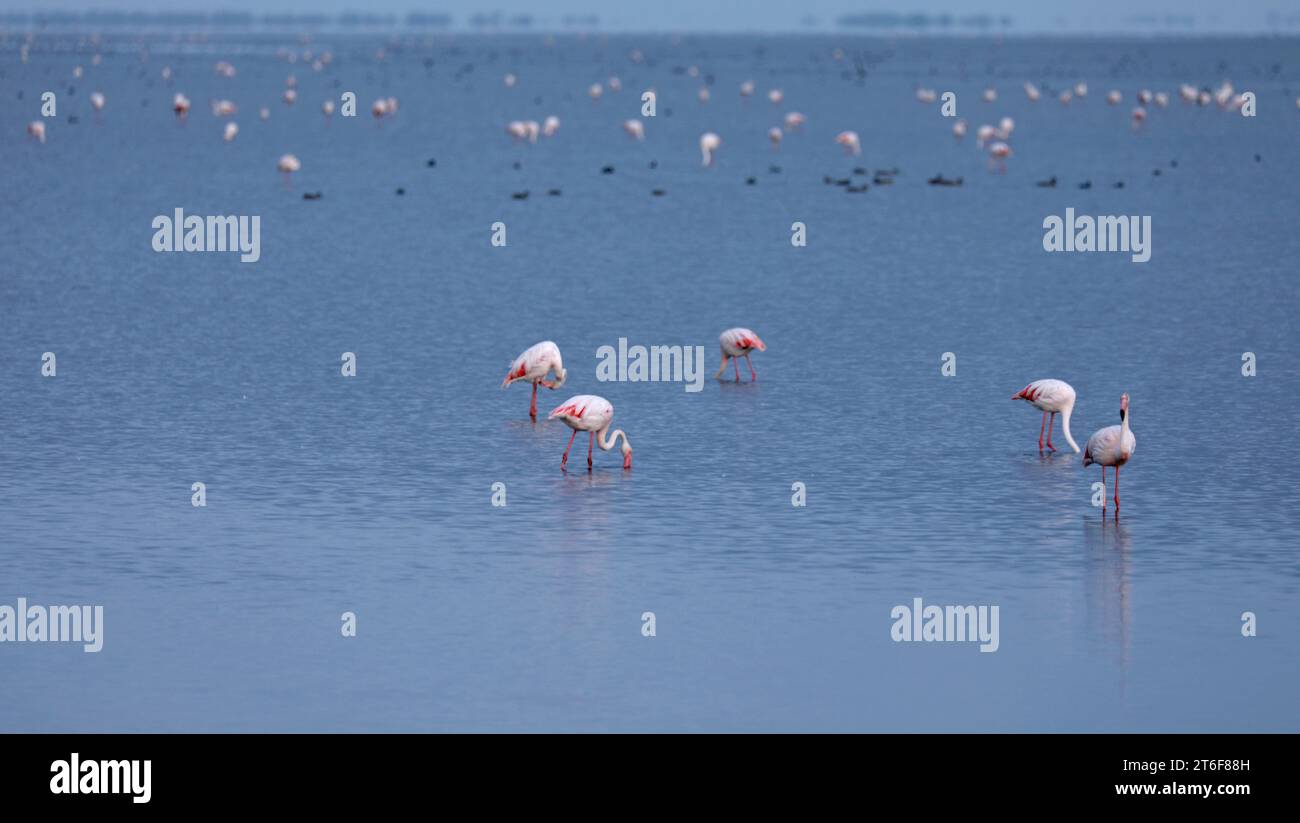 Rosa Flamingos in der Camargue im Wasser Stockfoto
