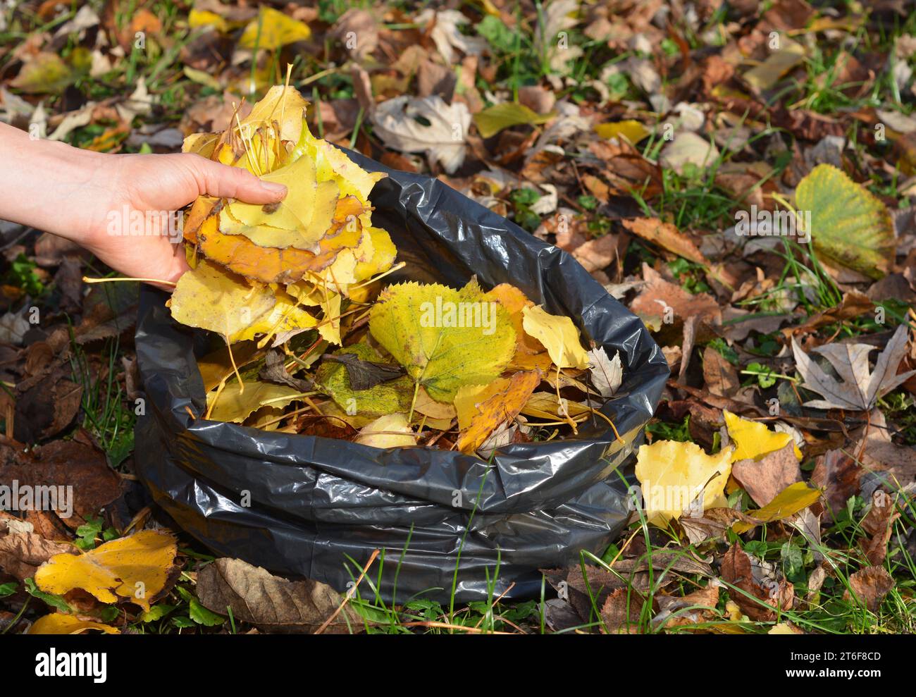 Gärtner säubern und sammeln gefallene Blätter in einem Beutel mit Händen im Herbstgarten. Herbstblätter sind der natürliche Bodenverbesserer und recyceln Nährstoffe. Stockfoto