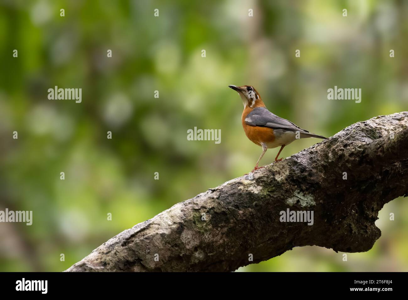 Eine einsame wunderschöne Orangendrossel (Geokichla citrina), die auf einem Ast in den wilden Wäldern von Goa, Indien, thront. Stockfoto