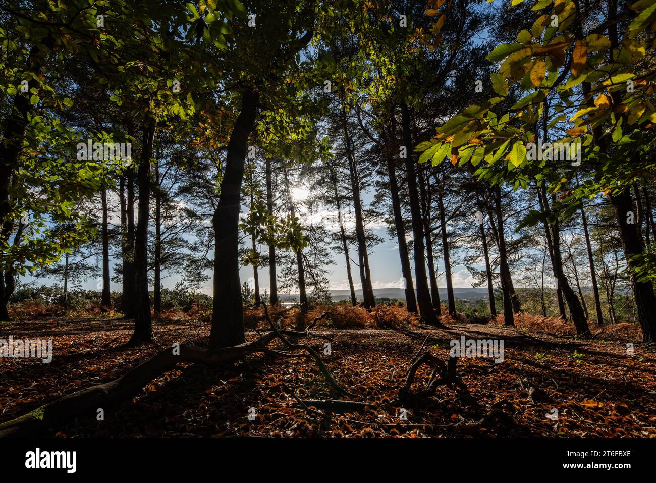 Niedrige Sonne durch Bäume mit Herbstlaub in Wareham Stockfoto