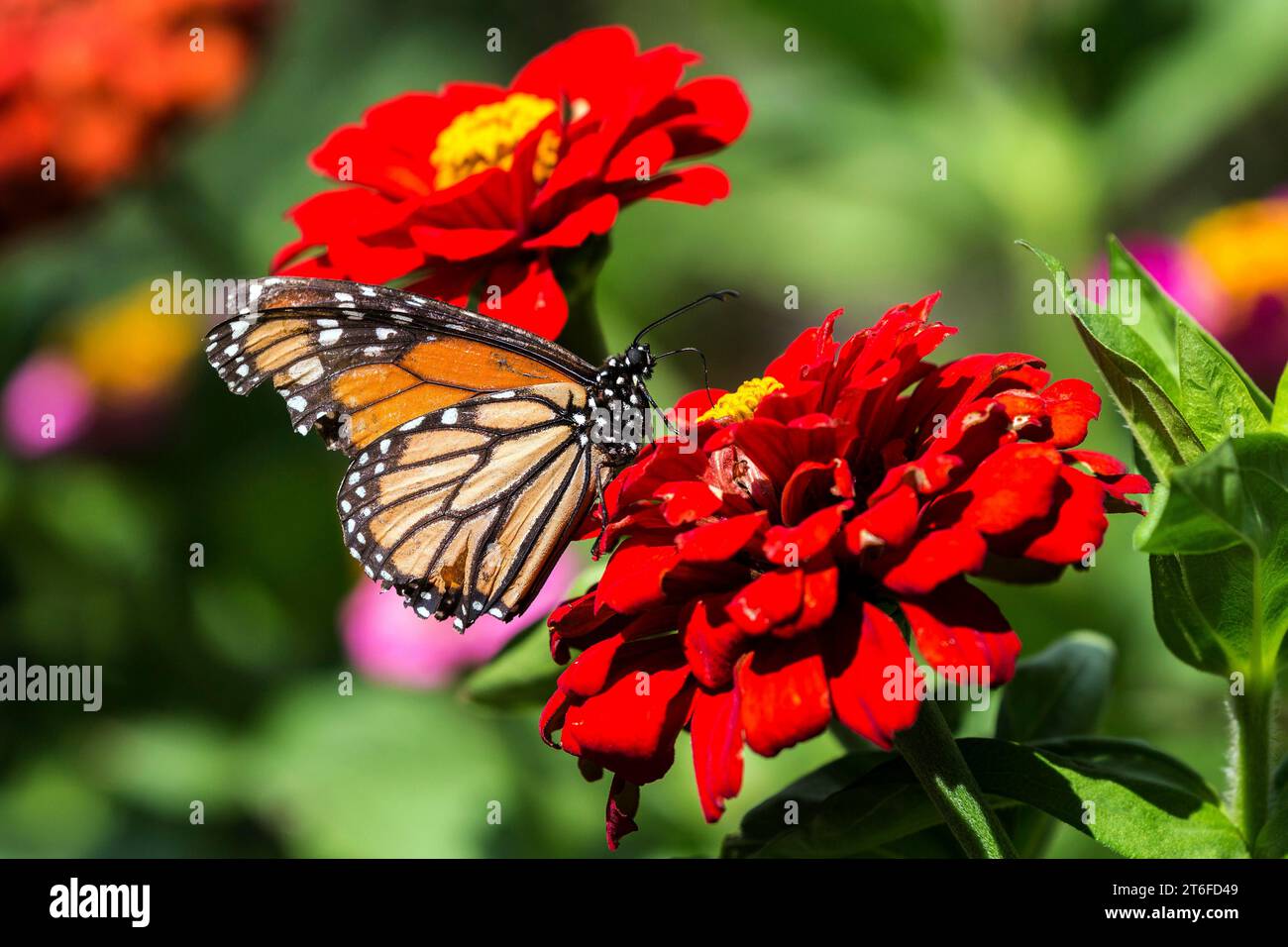 Monarchschmetterling (Danaus plexippus) auf einer roten Blume, Madeira, Portugal Stockfoto