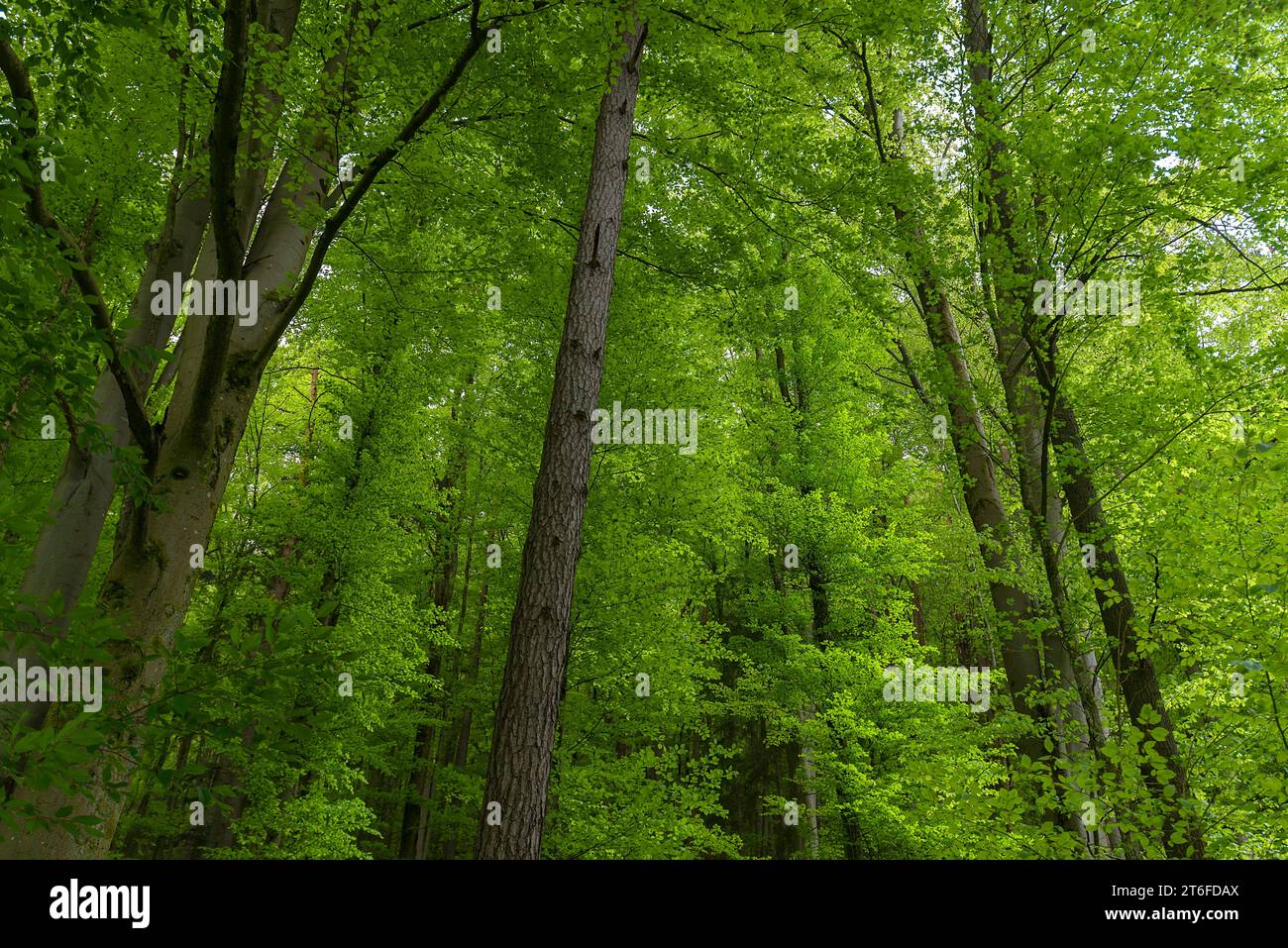 Frisches Maigrün in den Buchen (Fagus), Bayern, Deutschland Stockfoto Frisches Maigrün in den Buchen (Fagus), Bayern, Deutschland Stockfoto