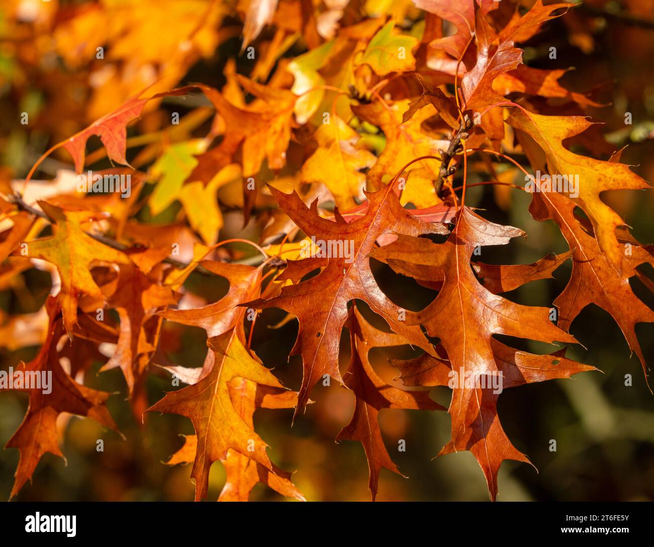 Herbstzeit, Sumpfeiche im Park, Berlin, Deutschland Stockfoto