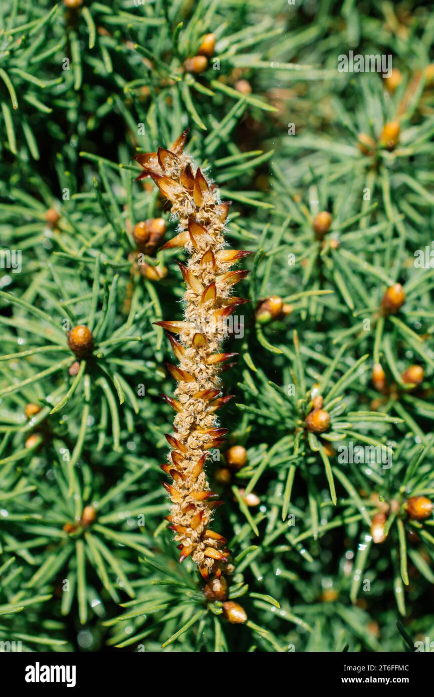 Blühende schöne bunte natürlichen Blumen in Aussicht Stockfoto