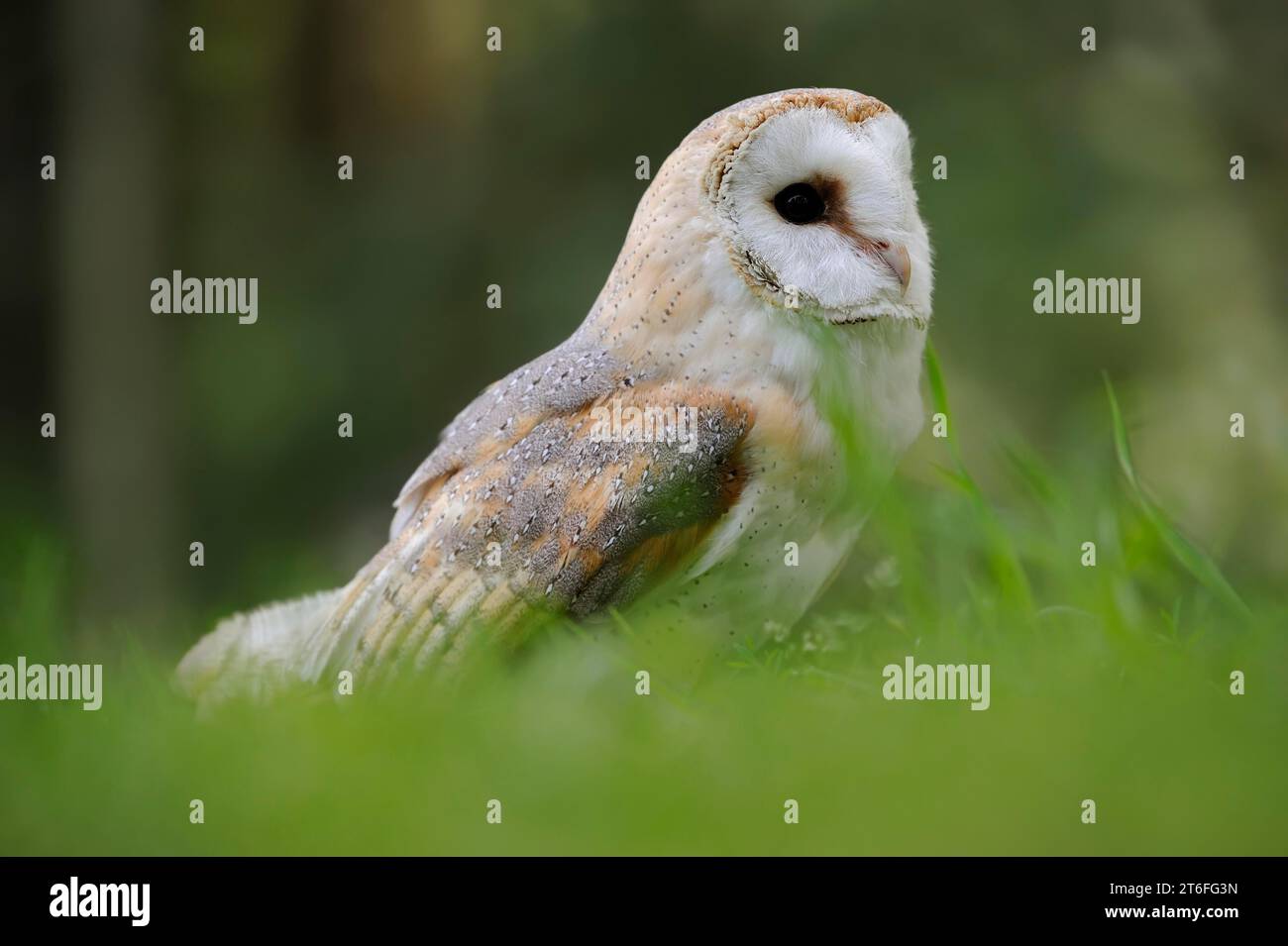 Gemeine Scheunenkeule (Tyto alba), Gefangener, Deutschland Stockfoto