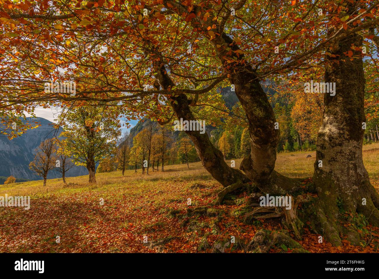 Engtal, Großer Ahornboden, Karwendelgebirge, Kalkalpen, Österreich, herbstlich gefärbter Platanahorn (Acer pseudoplatanus) im Sonnenschein Stockfoto