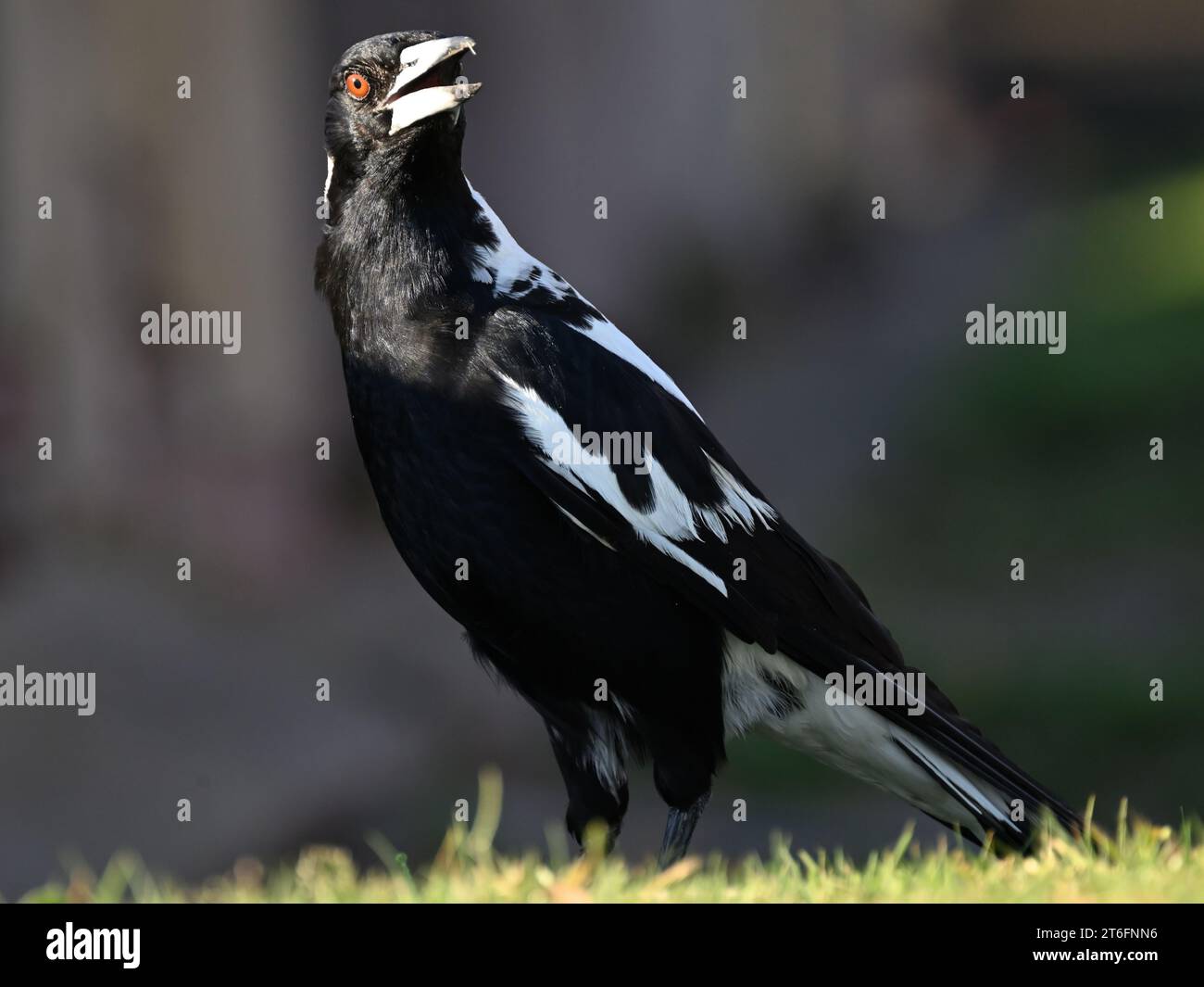 Die australische Elster ist überhitzt und ihr sonnendurchfluteter Kopf ist nach links gedreht, während der Vogel seinen Schnabel offen hält, um ihn abzukühlen Stockfoto