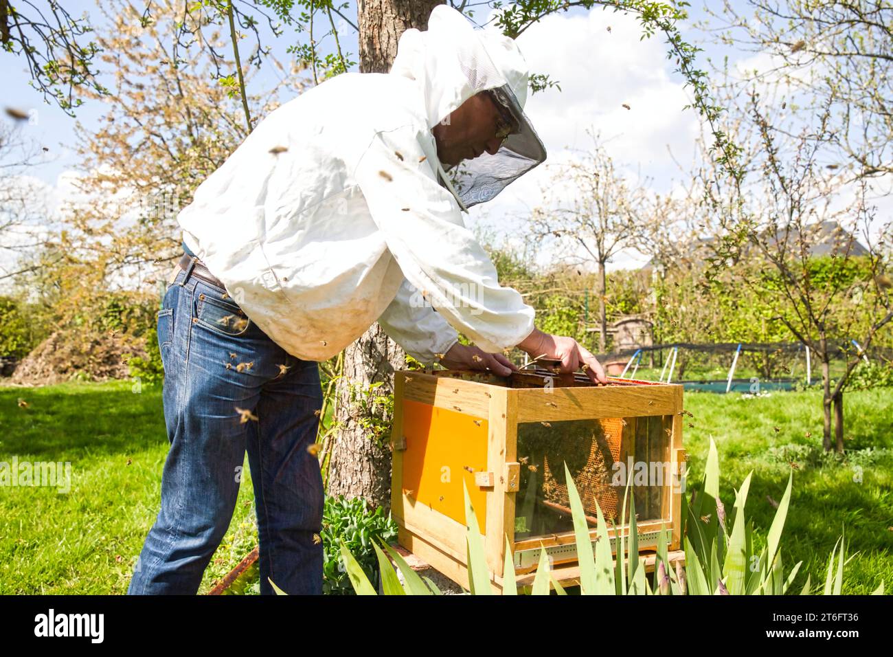 Imker auf Bienenhaus. Imker ist die Arbeit mit Bienen und Bienenkörbe auf die Imkerei. Umstapeln ein Bienenstock, eine Kolonie der Varroa Probe, die Genetik zu verschieben Stockfoto