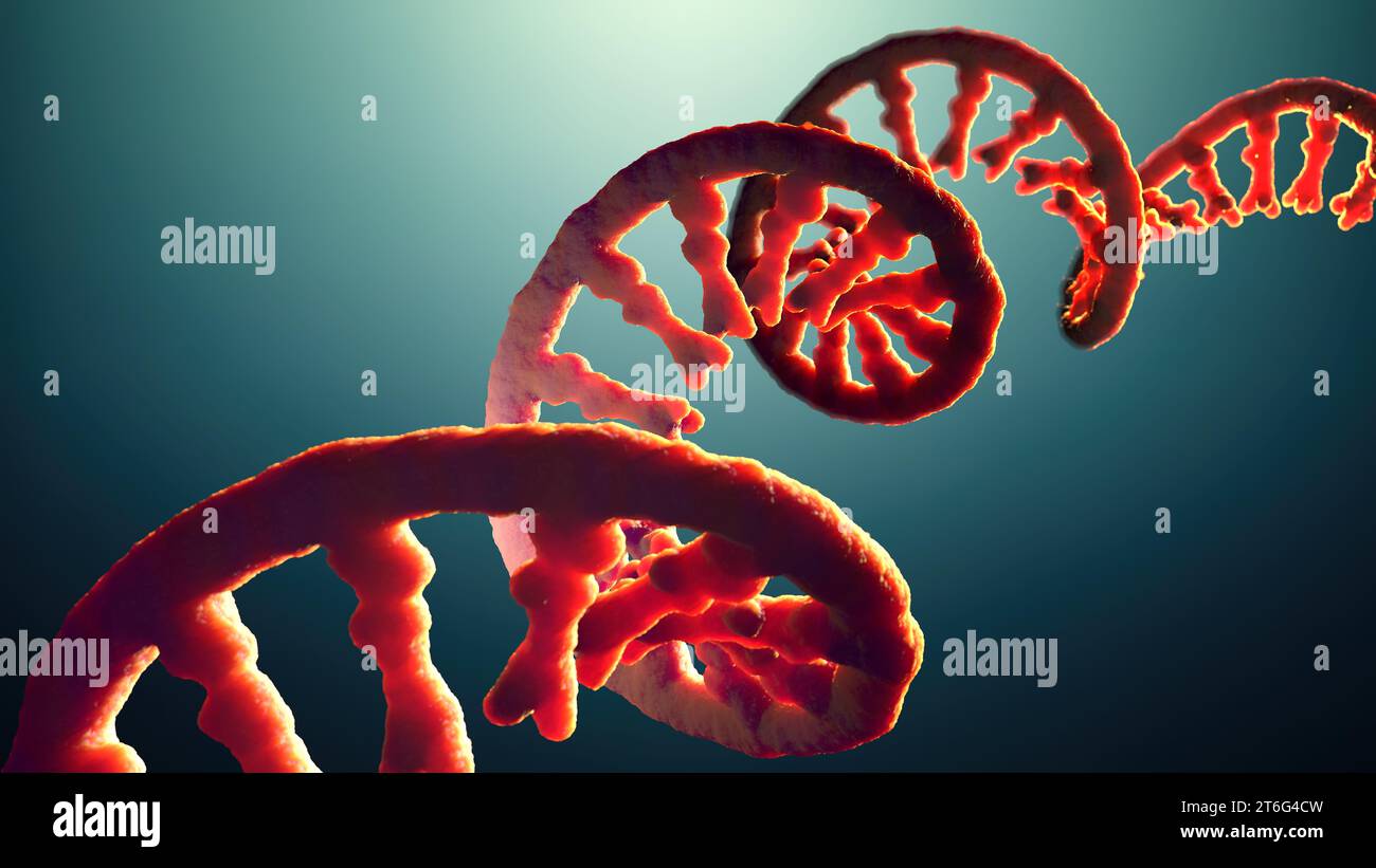 Einzelsträngiges RNA-Molekül namens Botenribonukleinsäure - 3D-Illustration Stockfoto