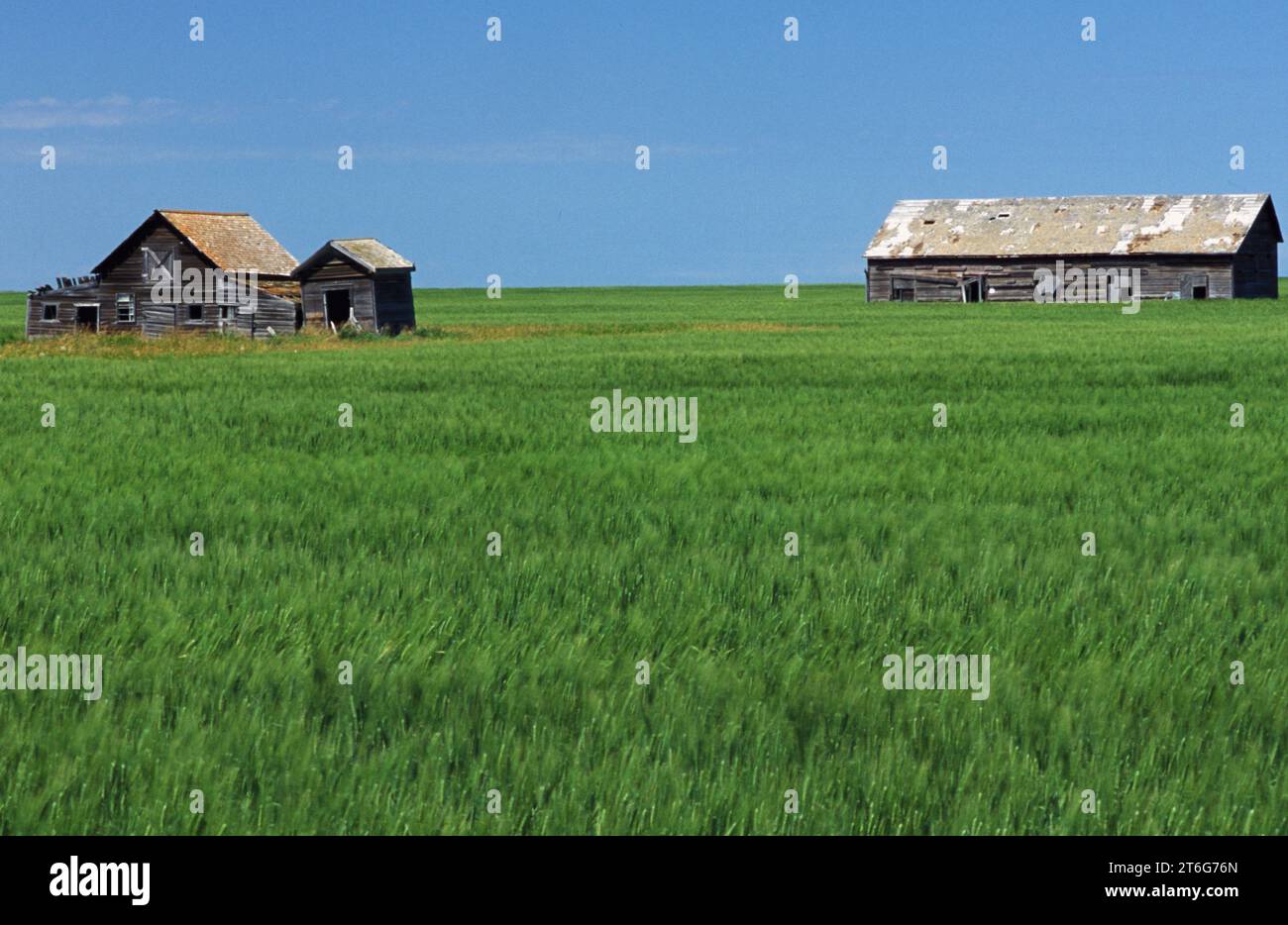 Bauernhäuser im trockenem, aber fruchtbarem Palliser-Dreieck im Süden von Saskatchewan, Kanada. Stockfoto
