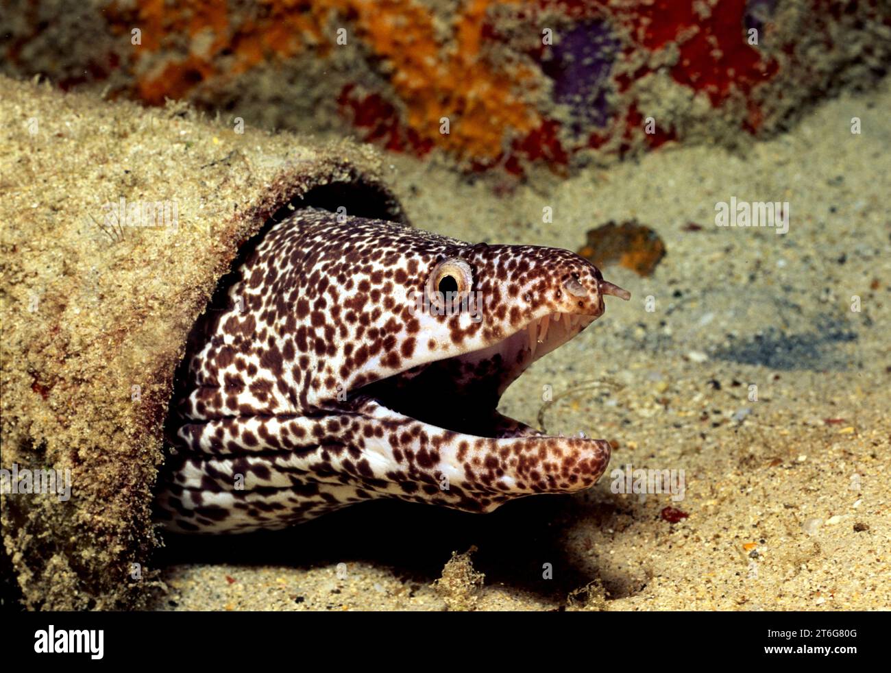 Ein SPOTTED MURÄNE Gymnothorax Moringa PEERS, aus seinen verstecken Ort IN einige BAUSCHUTT IN BONAIRE Stockfoto