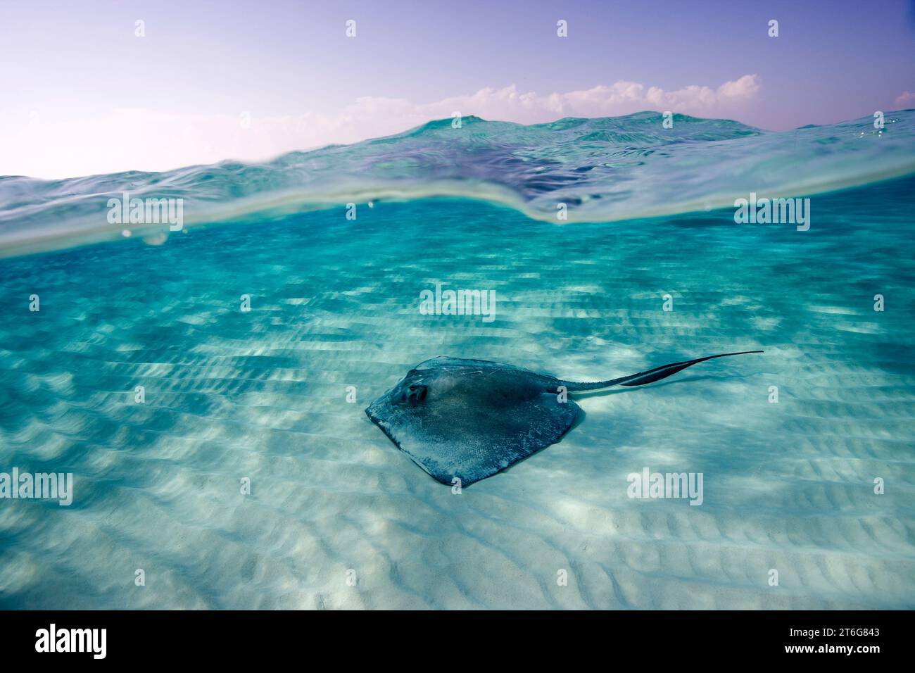 Südlicher Stachelrochen (Dasyatis americana) über dem Sandboden, Grand Cayman, British West Indies Stockfoto