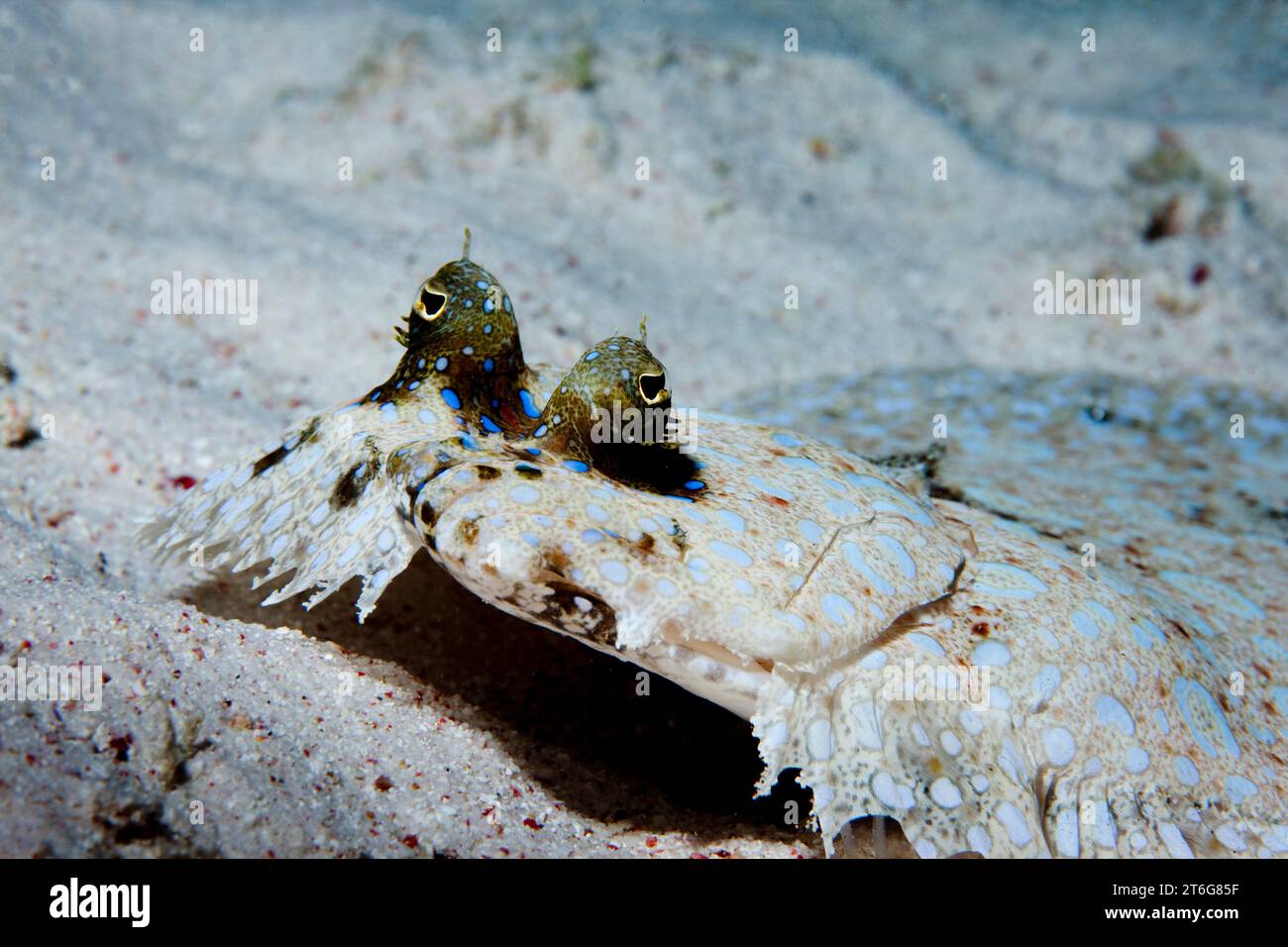 Pfauenflunder (Bothus lunatus) Augenhöhlen der Fotograf. Stockfoto