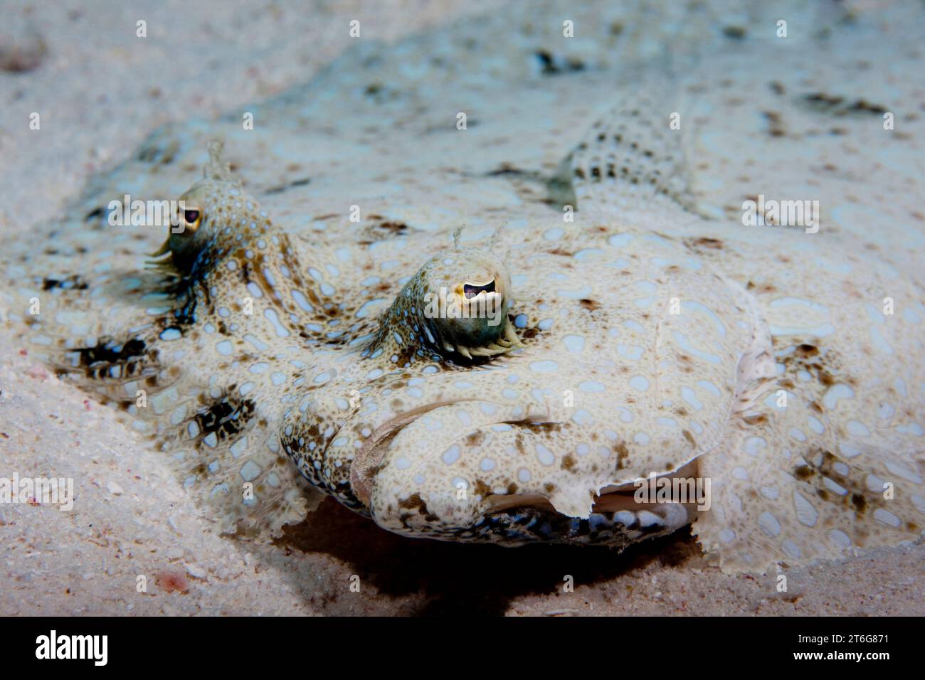 Pfauenflunder (Bothus lunatus) Augenhöhlen der Fotograf. Stockfoto