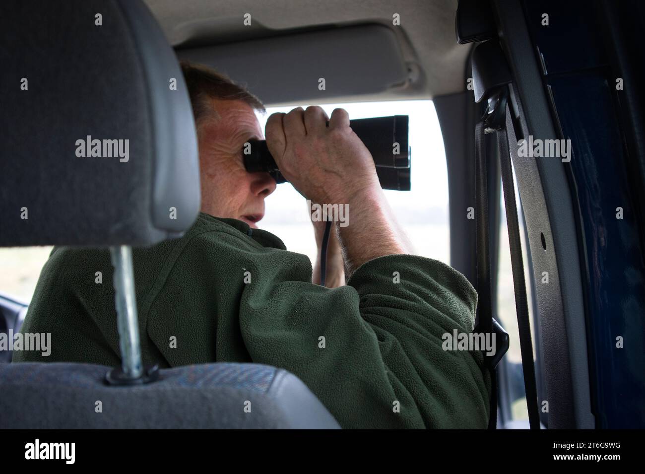 Ein Mann, der in seinem Auto sitzt, schaut durch ein Fernglas. Es ist ein Muskraten-Kämpfer auf der Arbeit. Stockfoto