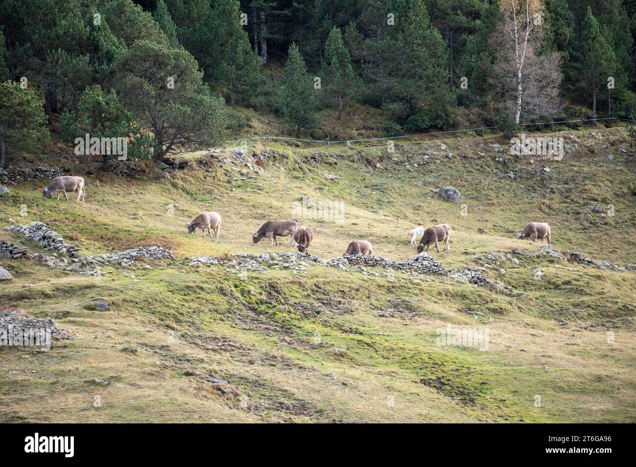 Kühe in den Pyrenäen im Herbst auf dem Land. Stockfoto
