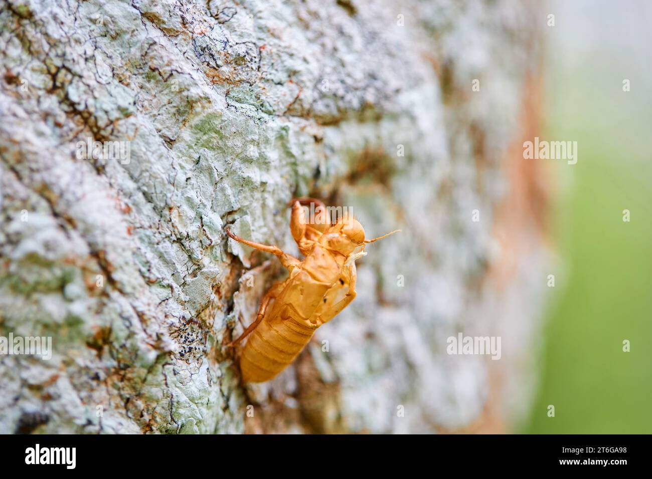 Nahaufnahme von Cicada, die am Baumstamm schmelzen Stockfoto