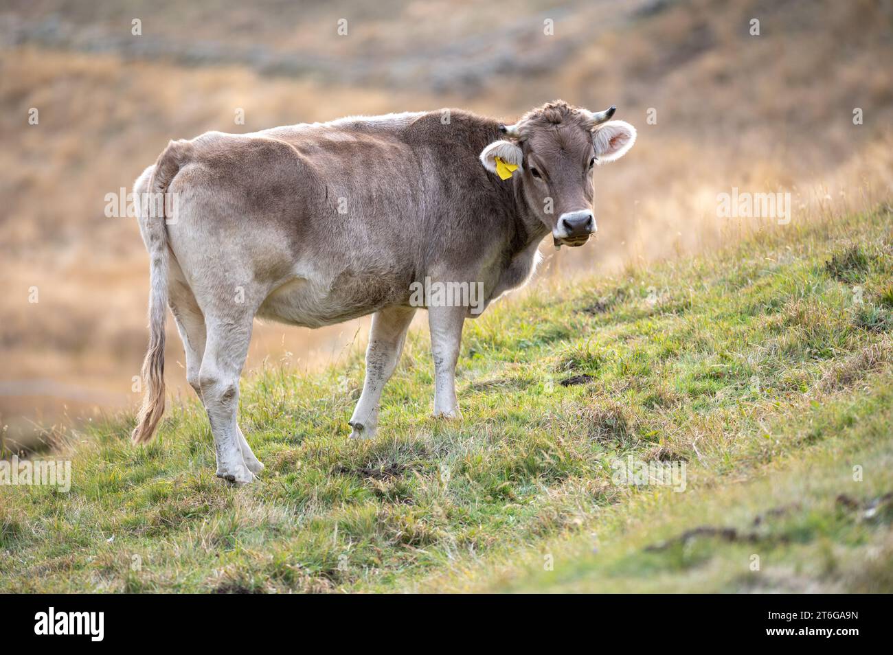 Kühe in den Pyrenäen im Herbst auf dem Land. Stockfoto