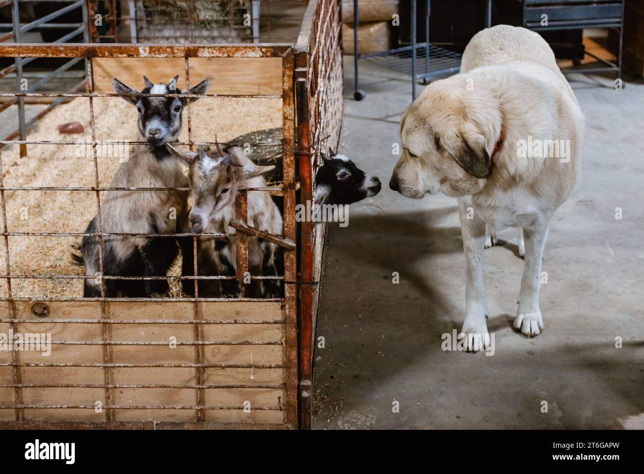 Hund und Ziege schnüffeln sich gegenseitig auf der Farm Stockfoto