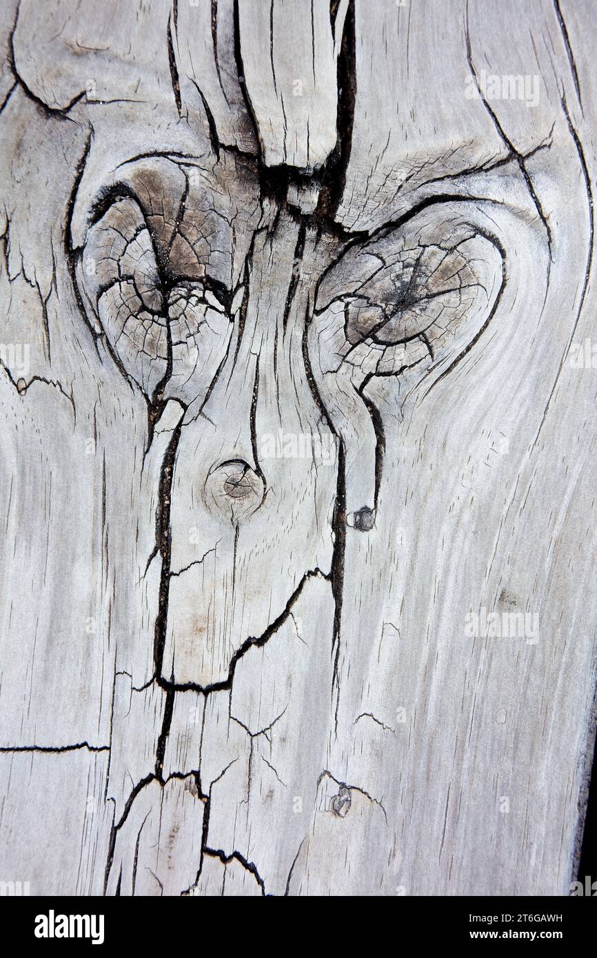 Pareidolie eines erkennbaren Gesichts auf Holz. Stockfoto