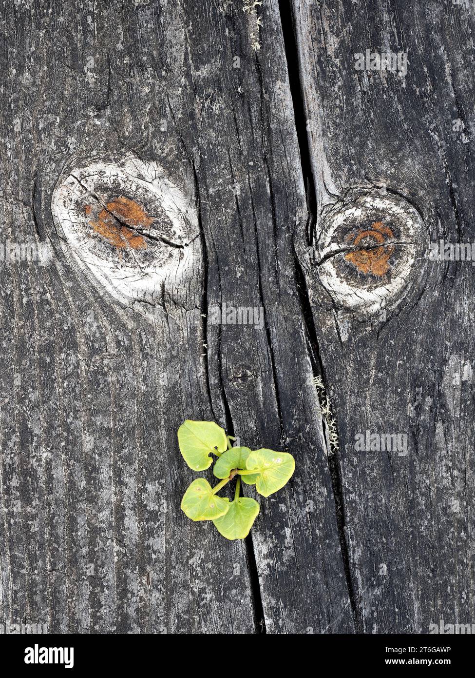 Pareidolia auf einem Holzbrett. Portugal Stockfoto