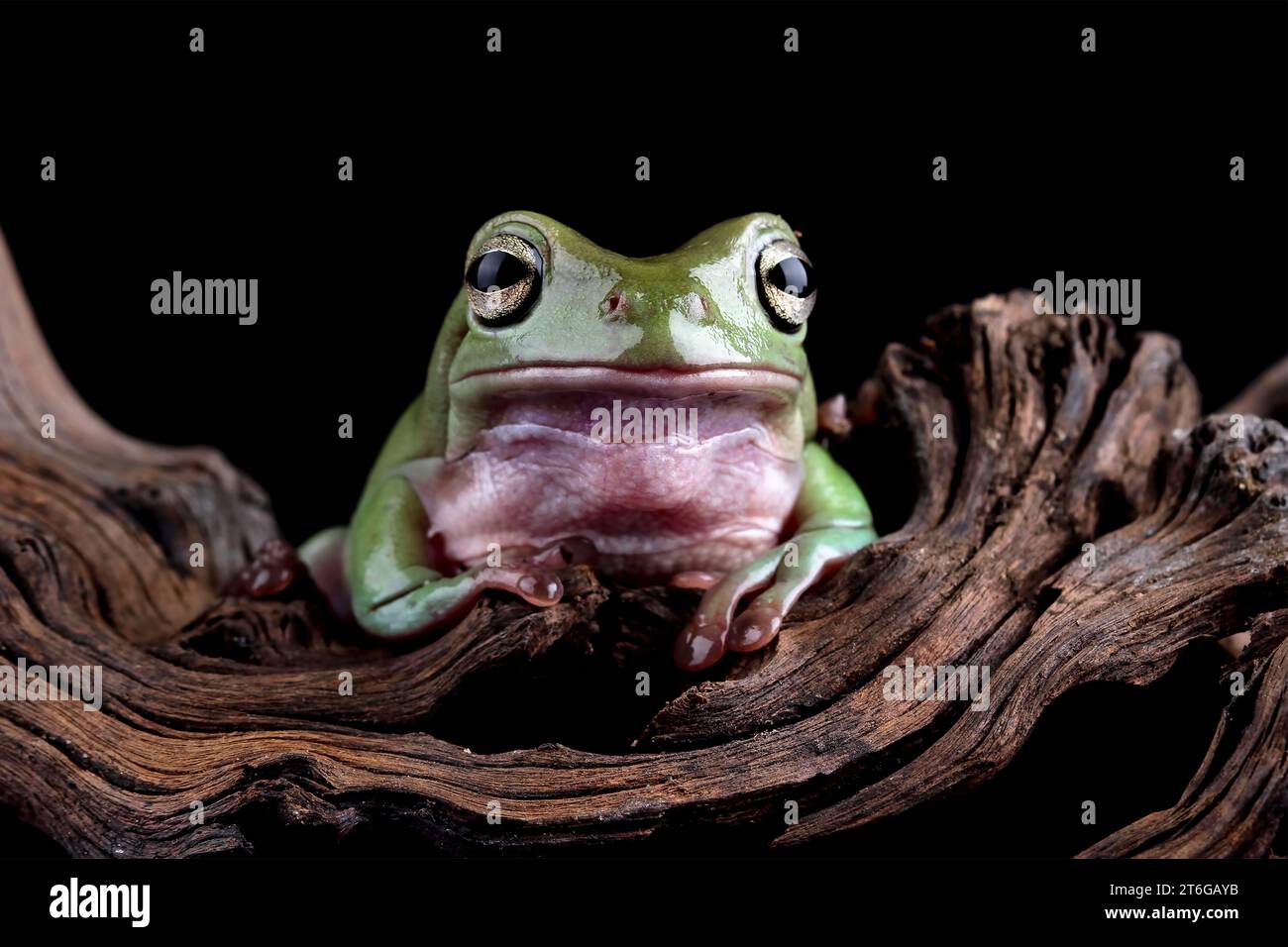Ein blöder Frosch sitzt auf Holz Stockfoto