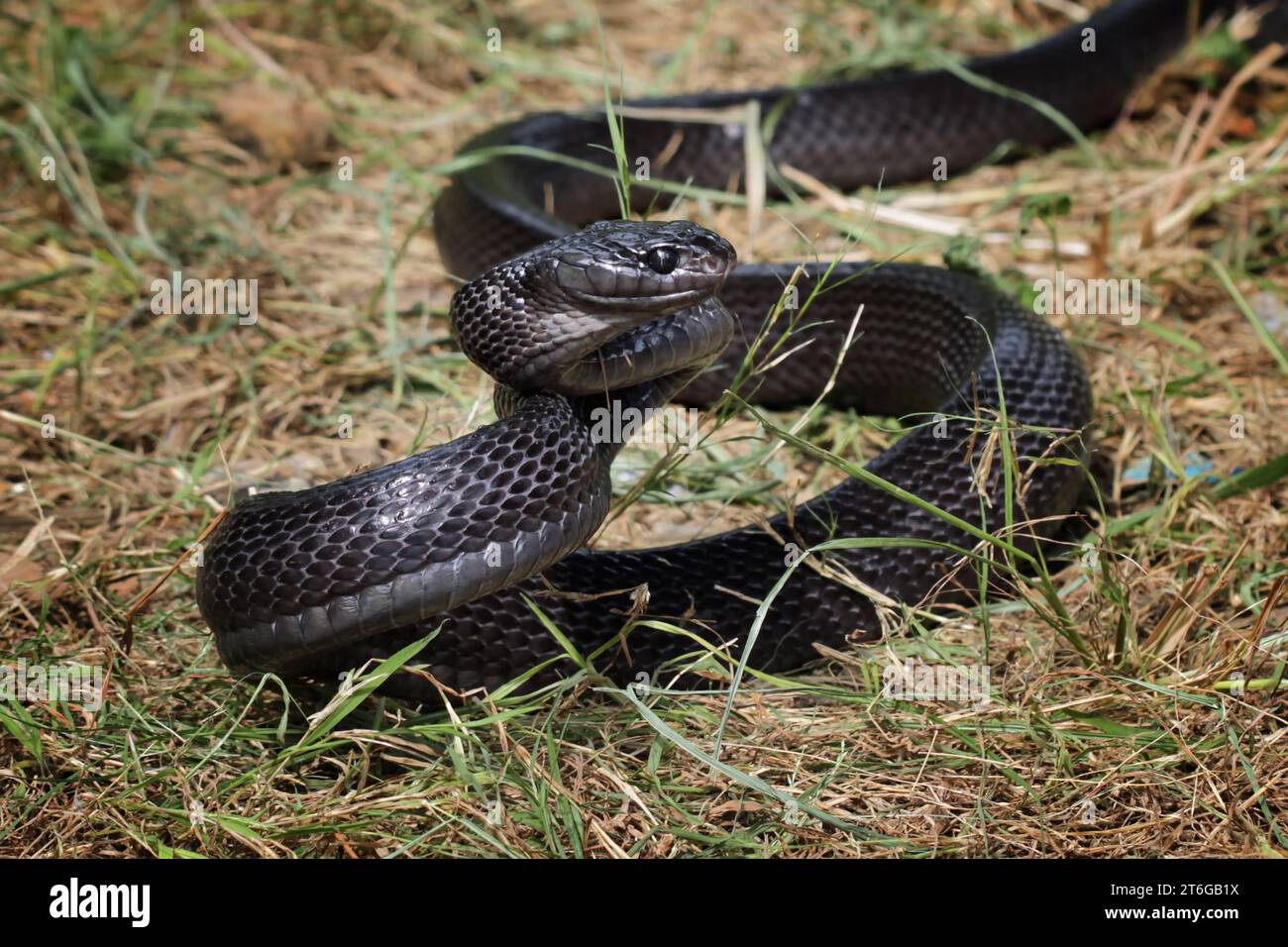 Mangrovenschlange Schwarzes Boiga bereit zum Angriff Stockfoto