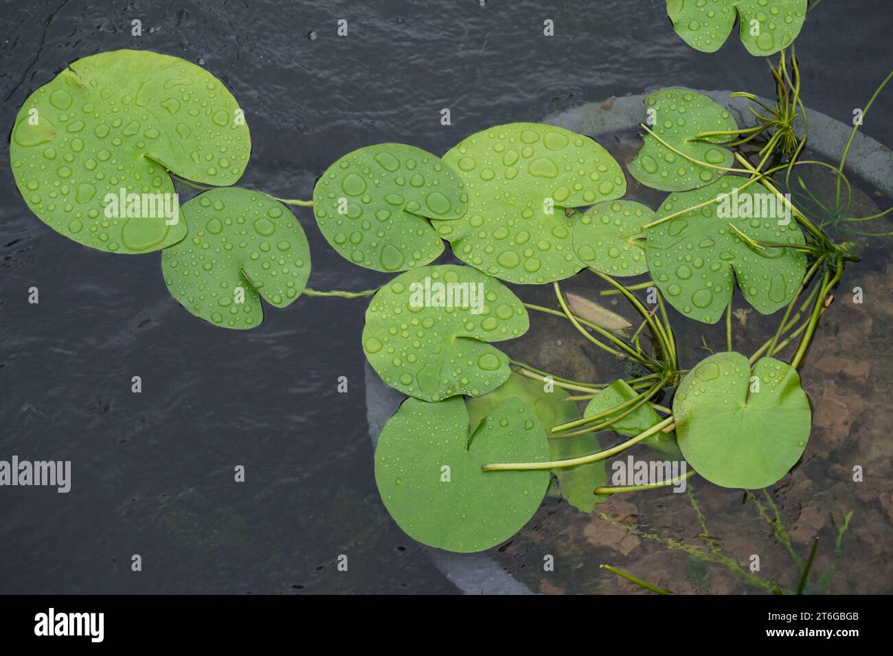 Lotus geht auf den Teich Stockfoto