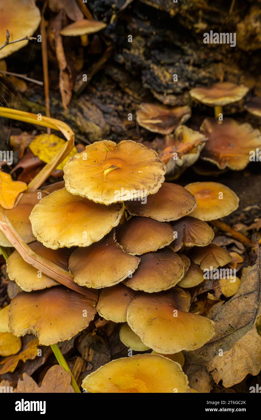 Viele Pilze sind dicht beieinander Stockfoto