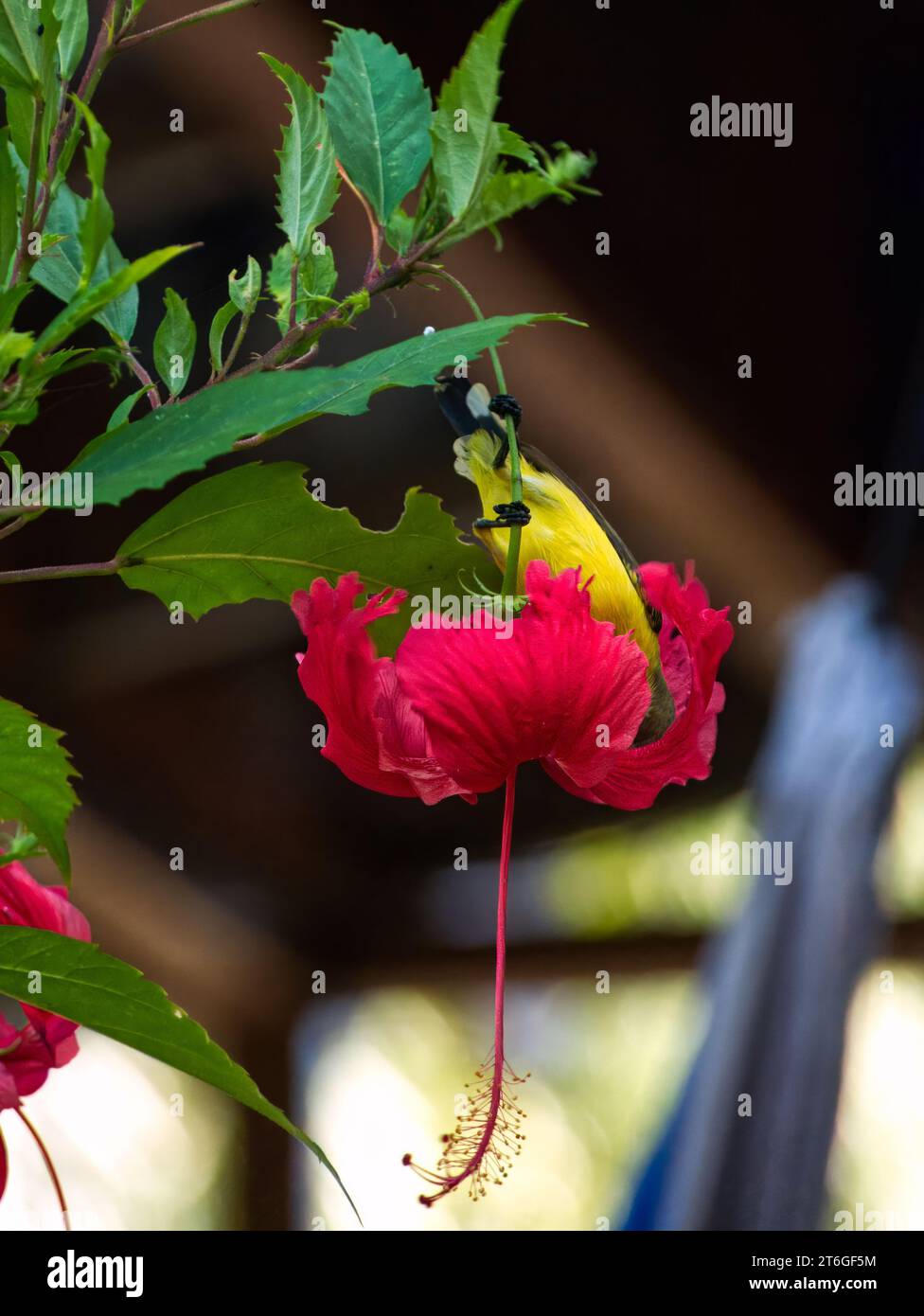 Gelbbauchiger sunbird trinkt Nektar aus einer Hibiskusblüte (Garden sunbird, Olive Backed sunbird, Cinnyris jugularis) Stockfoto