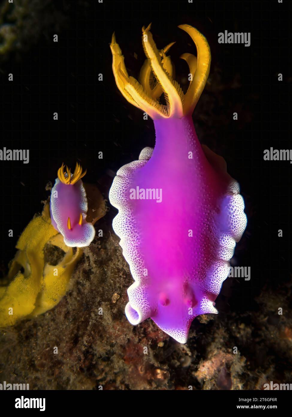 Große und kleine Nacktschnecken (Hypselodoris apolegma, lila und gelbe Meeresschnecken) Stockfoto