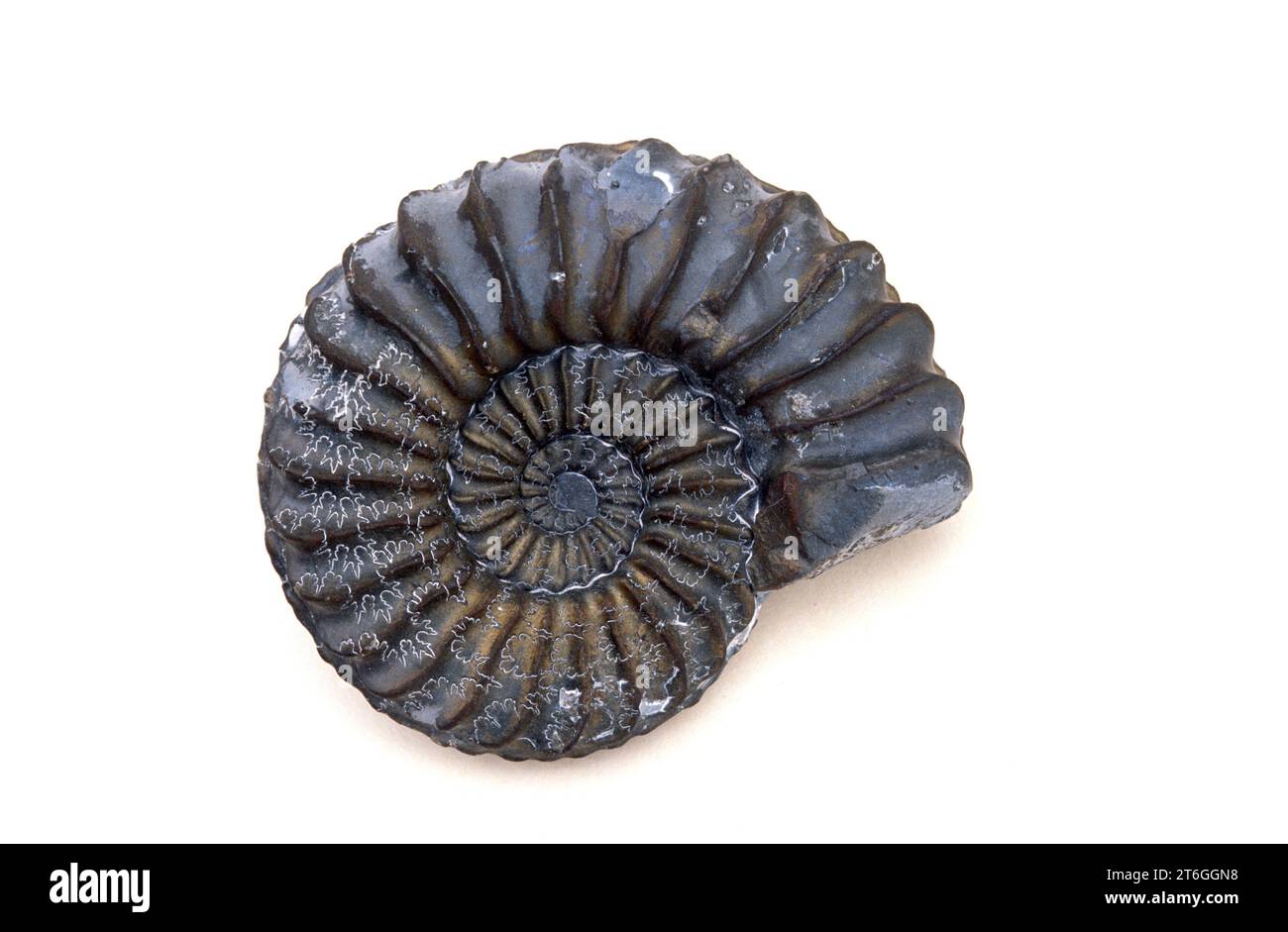 Piritisierte fossile Ammoniten (Pleuroceras sp.) Diese ausgestorbenen Meerestiere sind Cephalopoda ammonoidea und lebten im Jura. Beispiel. Stockfoto