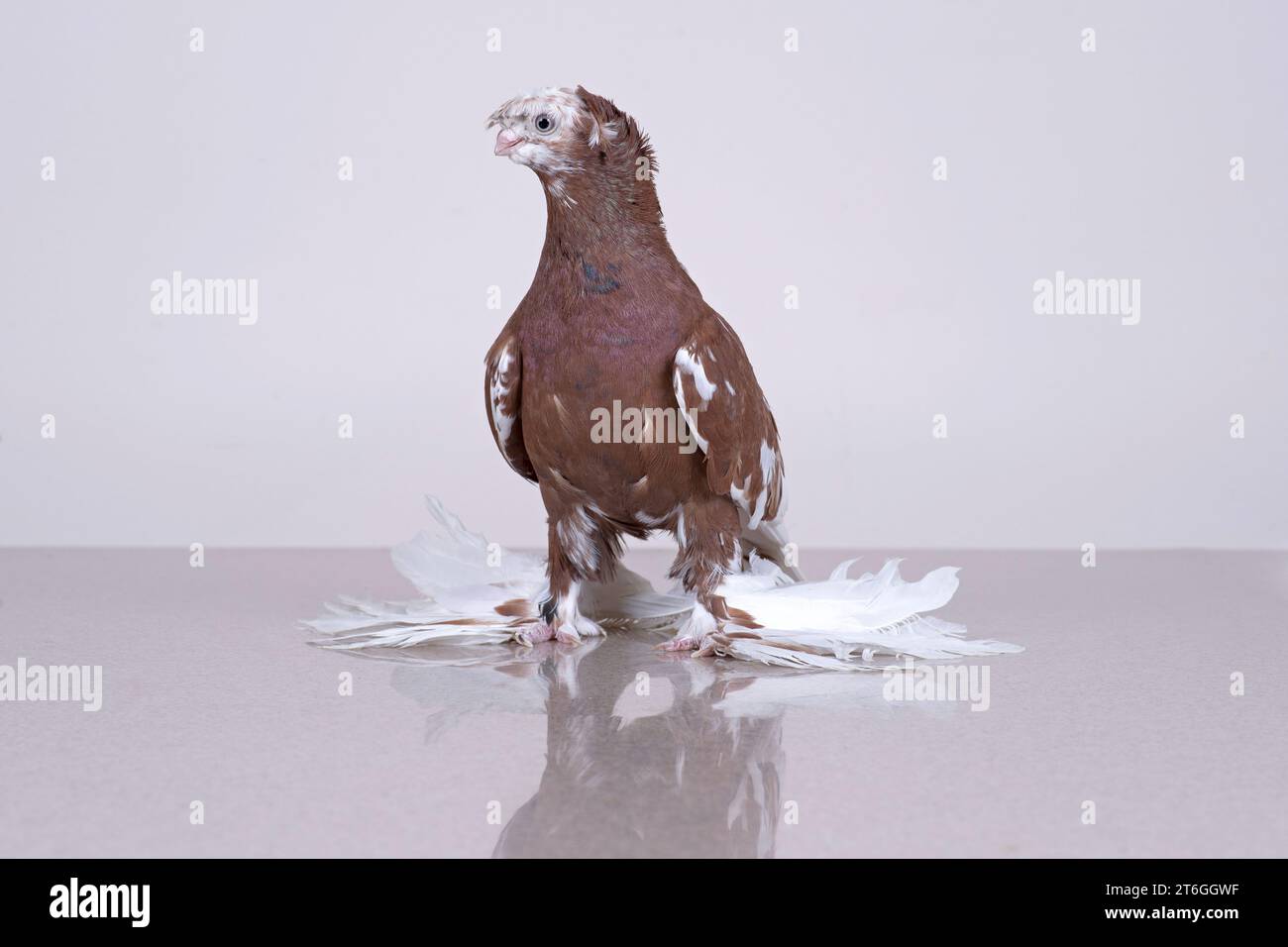 Die usbekische Taube kapkan Chinni sitzt auf einer reflektierenden Marmoroberfläche Stockfoto