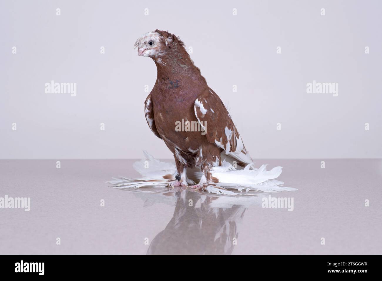 Die usbekische Taube kapkan Chinni sitzt auf einer reflektierenden Marmoroberfläche Stockfoto