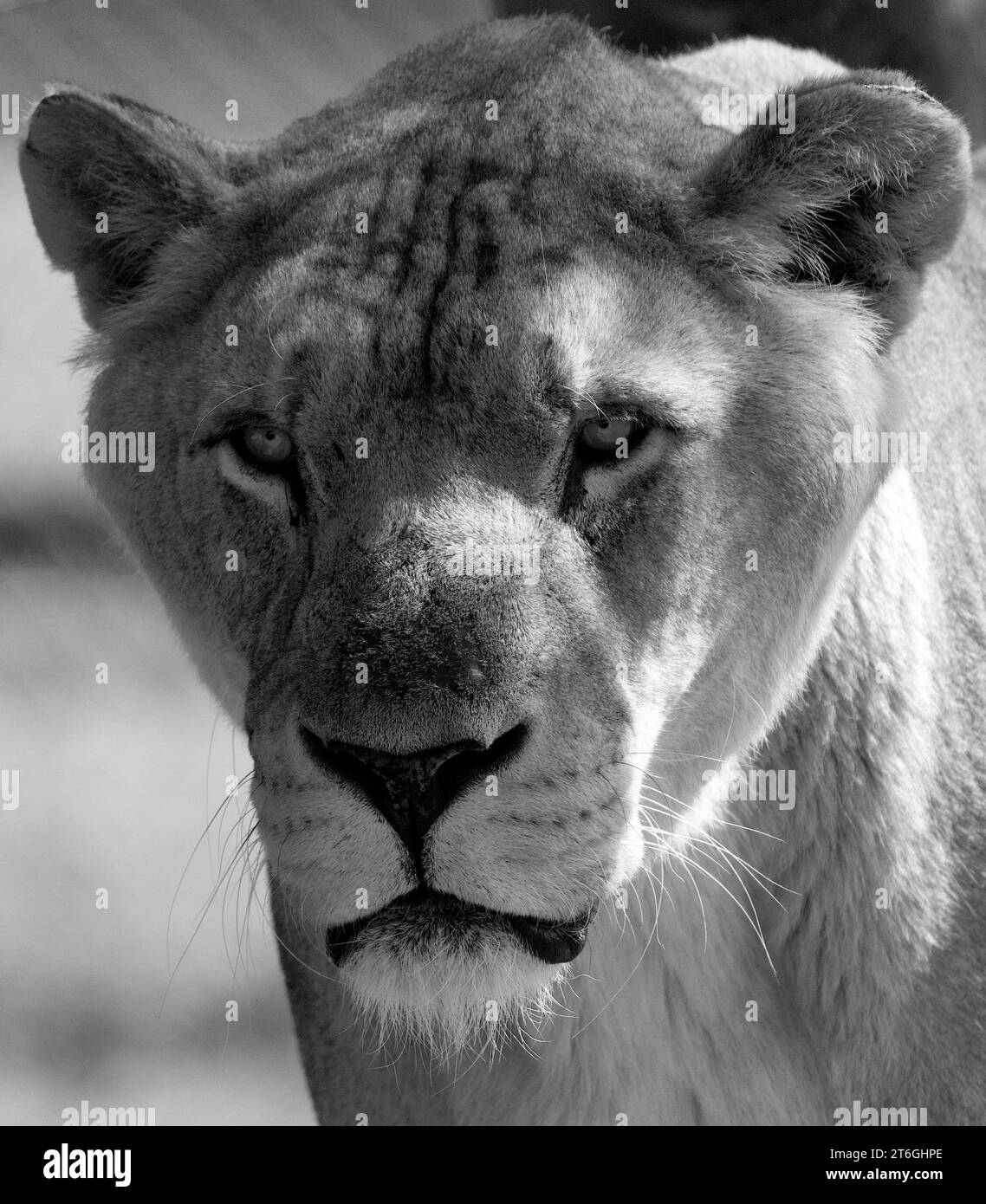 Coole Läufe Spanien Stockfoto