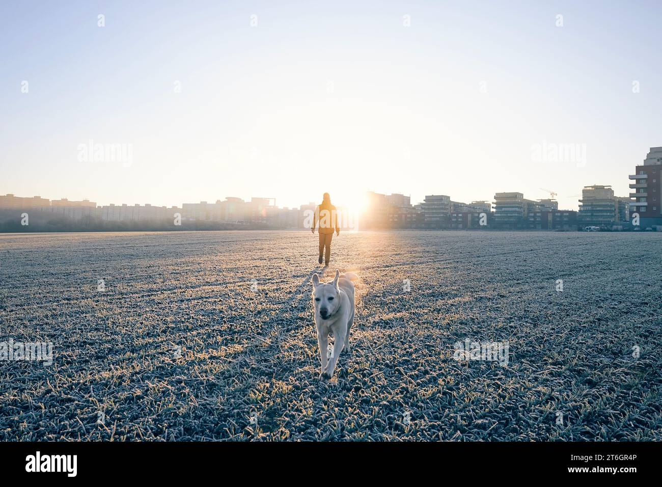 Mann beim Morgenspaziergang mit glücklichem Hund. Haustierbesitzer und sein labrador Retriever auf dem Feld gegen die Stadt bei eisigem Wintersonnenaufgang. Stockfoto