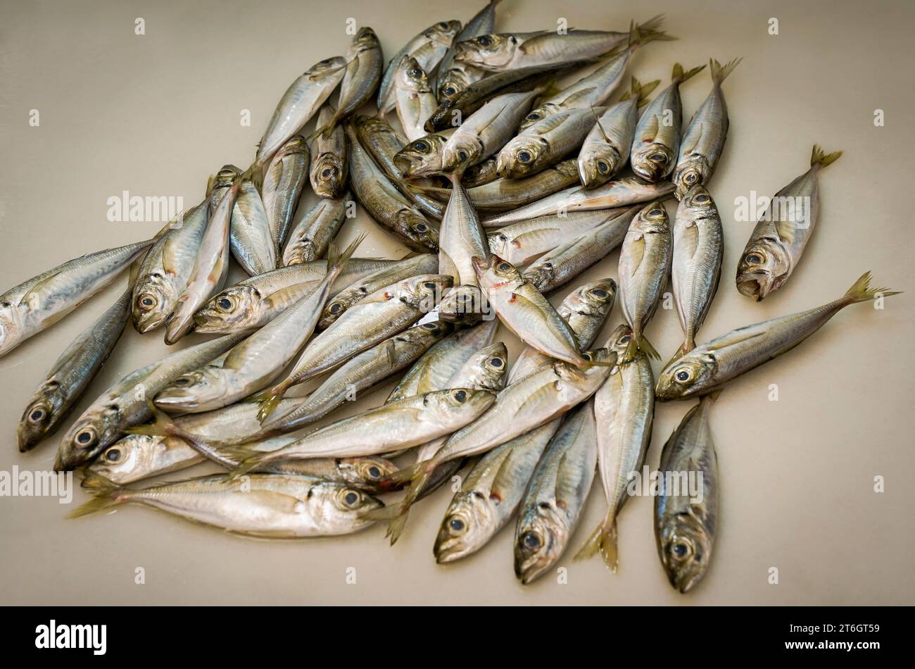 Atlantische Stöcker, Scatterfisch, Trachurus trachurus auf einem spanischen Fischmarkt in Malaga, Spanien. Stockfoto