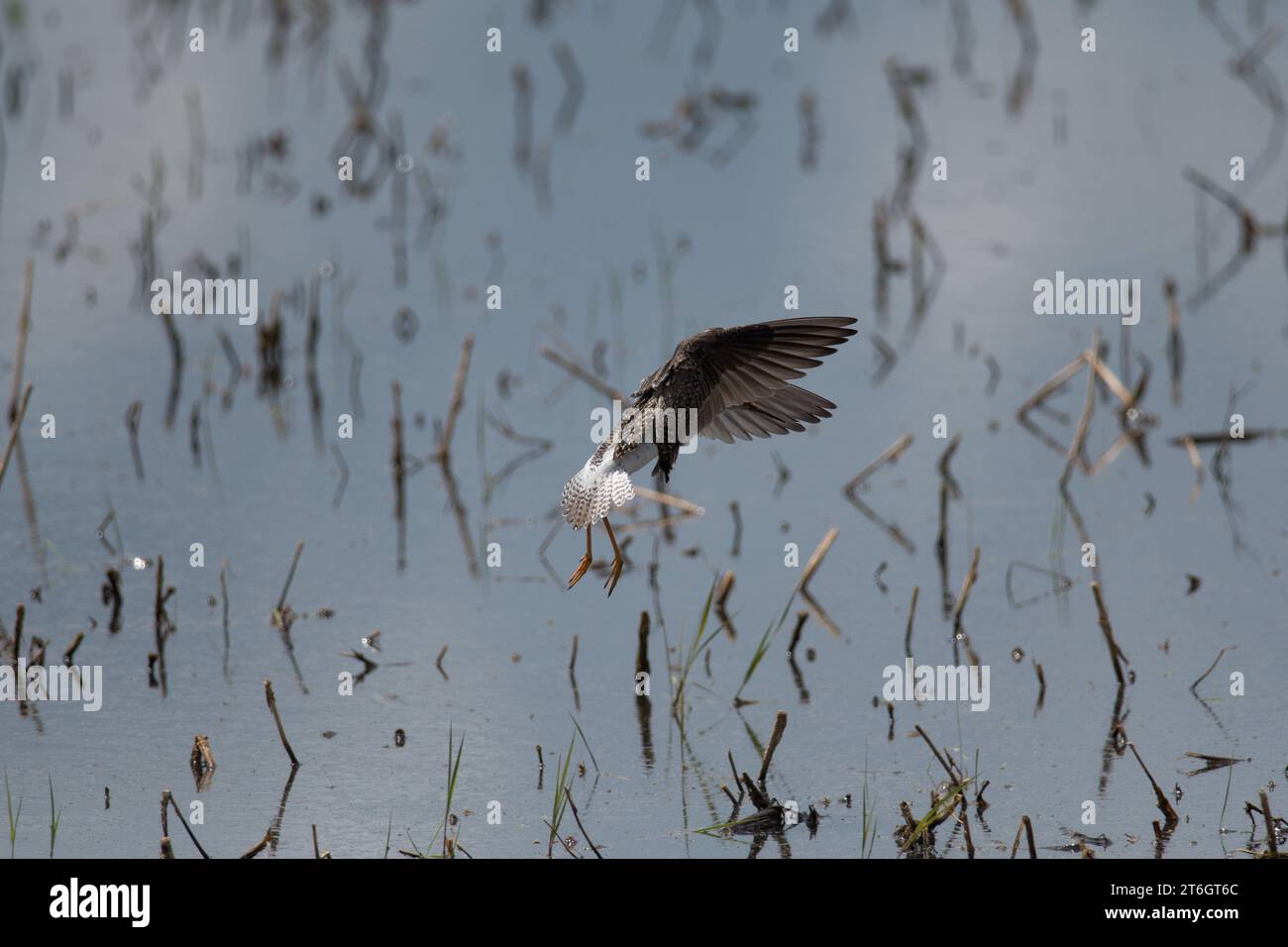 Kleine gelbe Beine mit ausgestreuten Flügeln im Flug Stockfoto