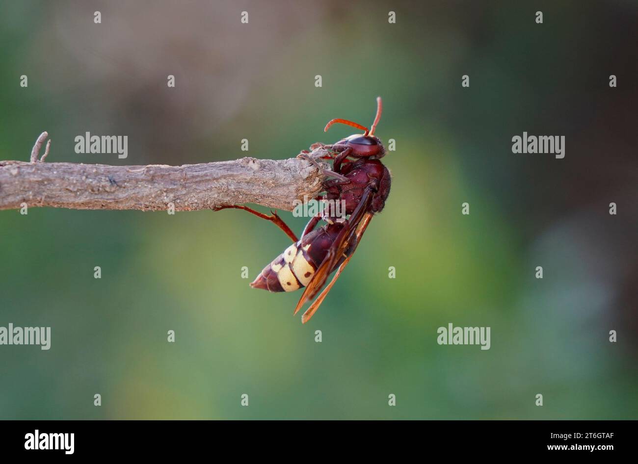 Orientalische Hornhaut (Vespa orientalis), heimisch in Südostasien, Andalusien, Spanien. Stockfoto