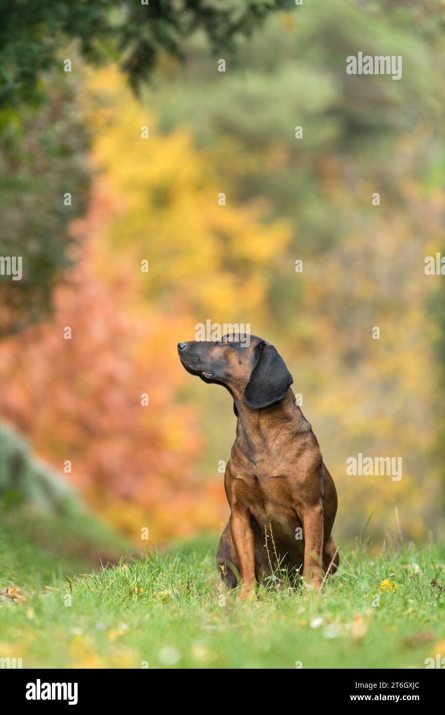 Bayerischer Berg-Dufthund posiert in einer bunten rustikalen Herbstszene. Stockfoto