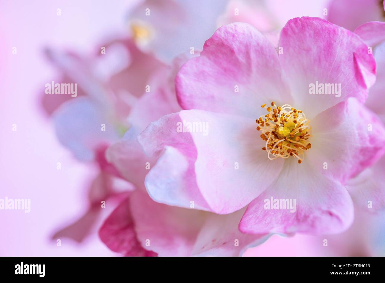 Nahaufnahme einer Ballerina Rose Blume. Stockfoto