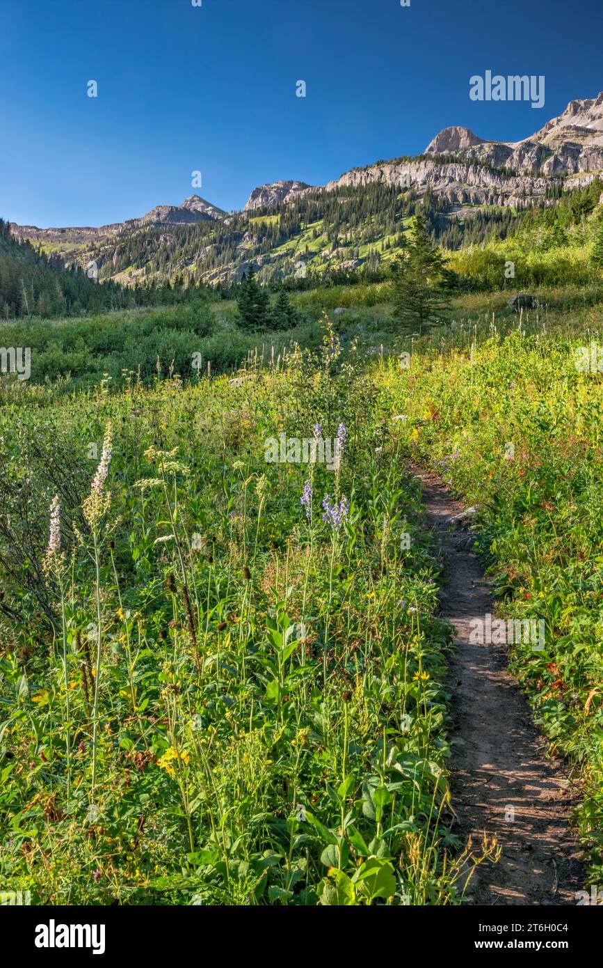 Teton Canyon, South Teton Trail zum Alaska Basin und Hurricane Pass, The Wedge in dist, Teton Range, Jedediah Smith Wilderness, Wyoming, USA Stockfoto