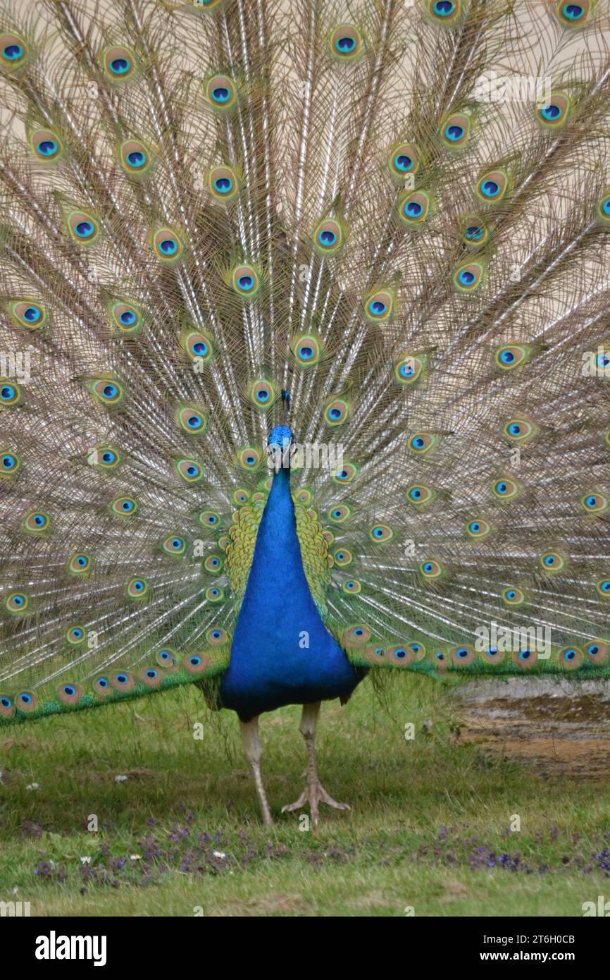 Nahaufnahme Eines Pfauenkörpers und eines offenen Federschwanzes - Pavo cristatus - Blauer Pfauz wandert durch den Garten - Yorkshire - Großbritannien Stockfoto Nahaufnahme Eines Pfauenkörpers und eines offenen Federschwanzes - Pavo cristatus - Blauer Pfauz wandert durch den Garten - Yorkshire - Großbritannien Stockfoto
