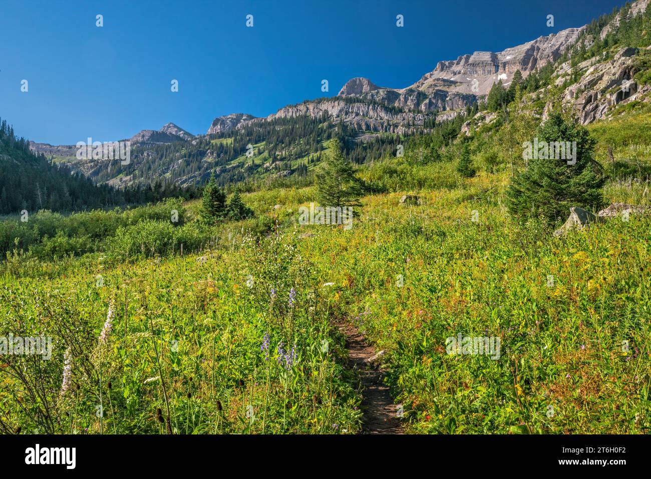 Teton Canyon, South Teton Trail zum Alaska Basin und Hurricane Pass, The Wedge in dist, Teton Range, Jedediah Smith Wilderness, Wyoming, USA Stockfoto