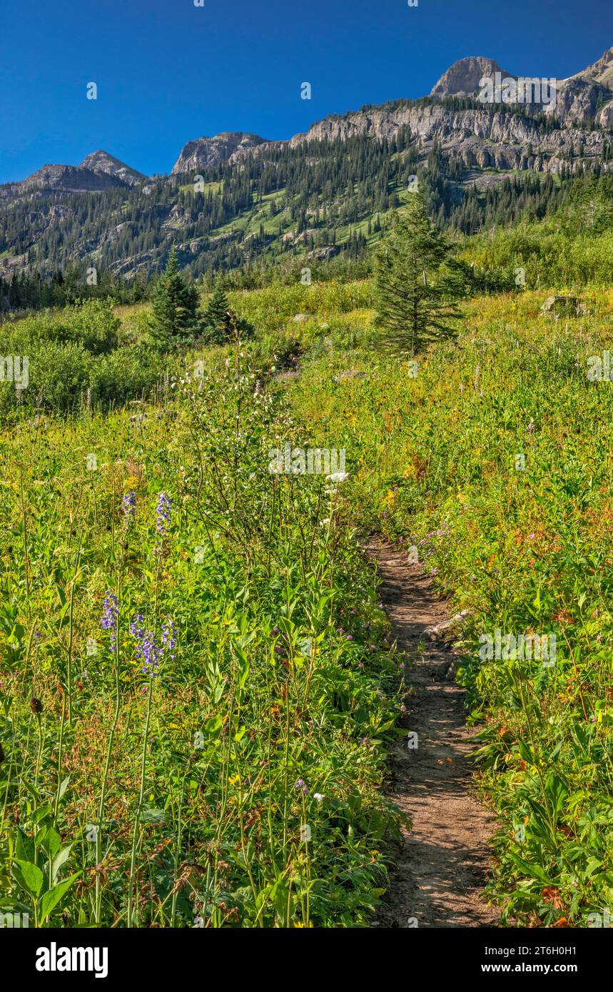 Teton Canyon, South Teton Trail zum Alaska Basin und Hurricane Pass, The Wedge in dist, Teton Range, Jedediah Smith Wilderness, Wyoming, USA Stockfoto