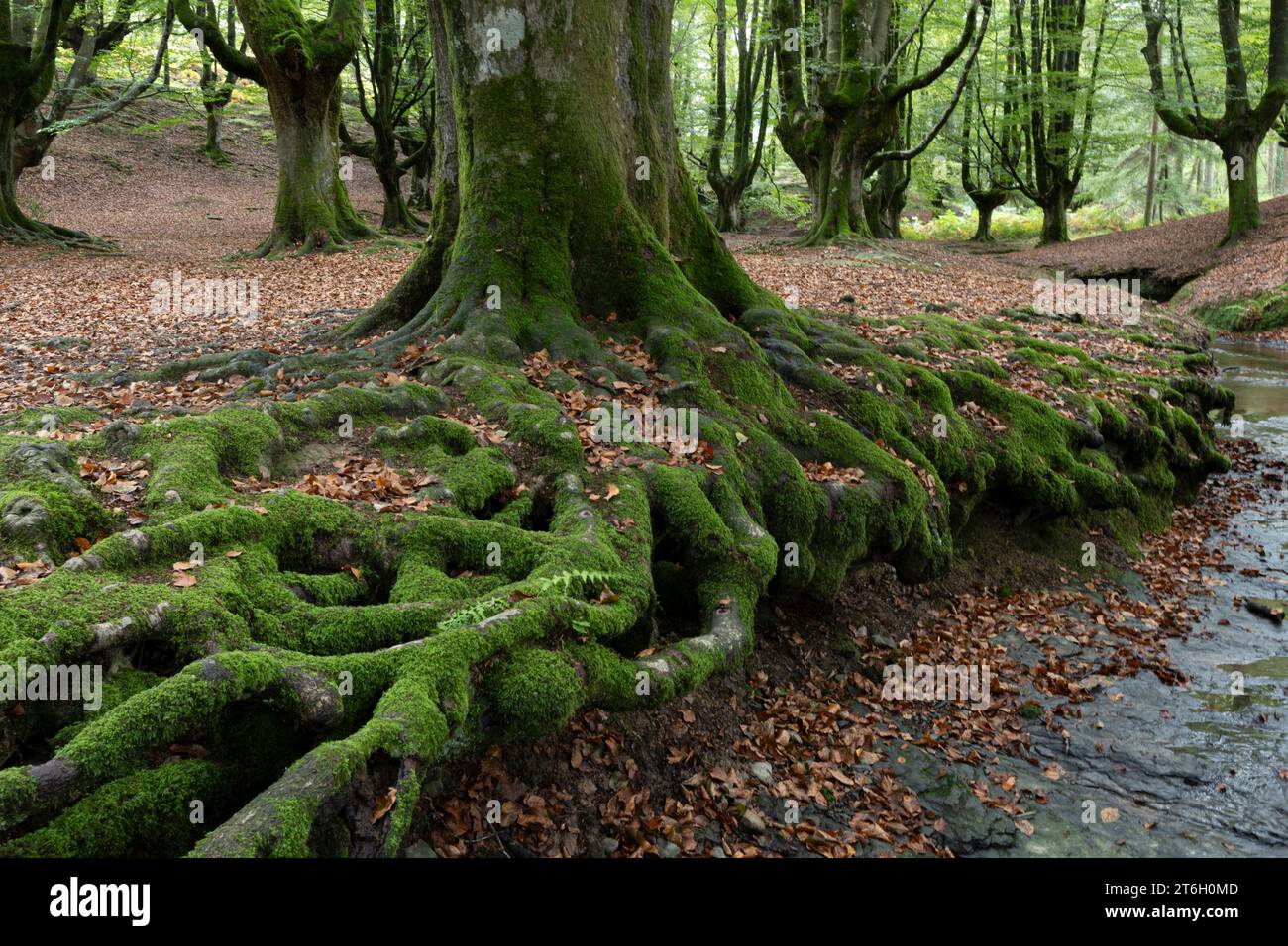 Buchen im Bosque del Gorbeia, Spanien Stockfoto