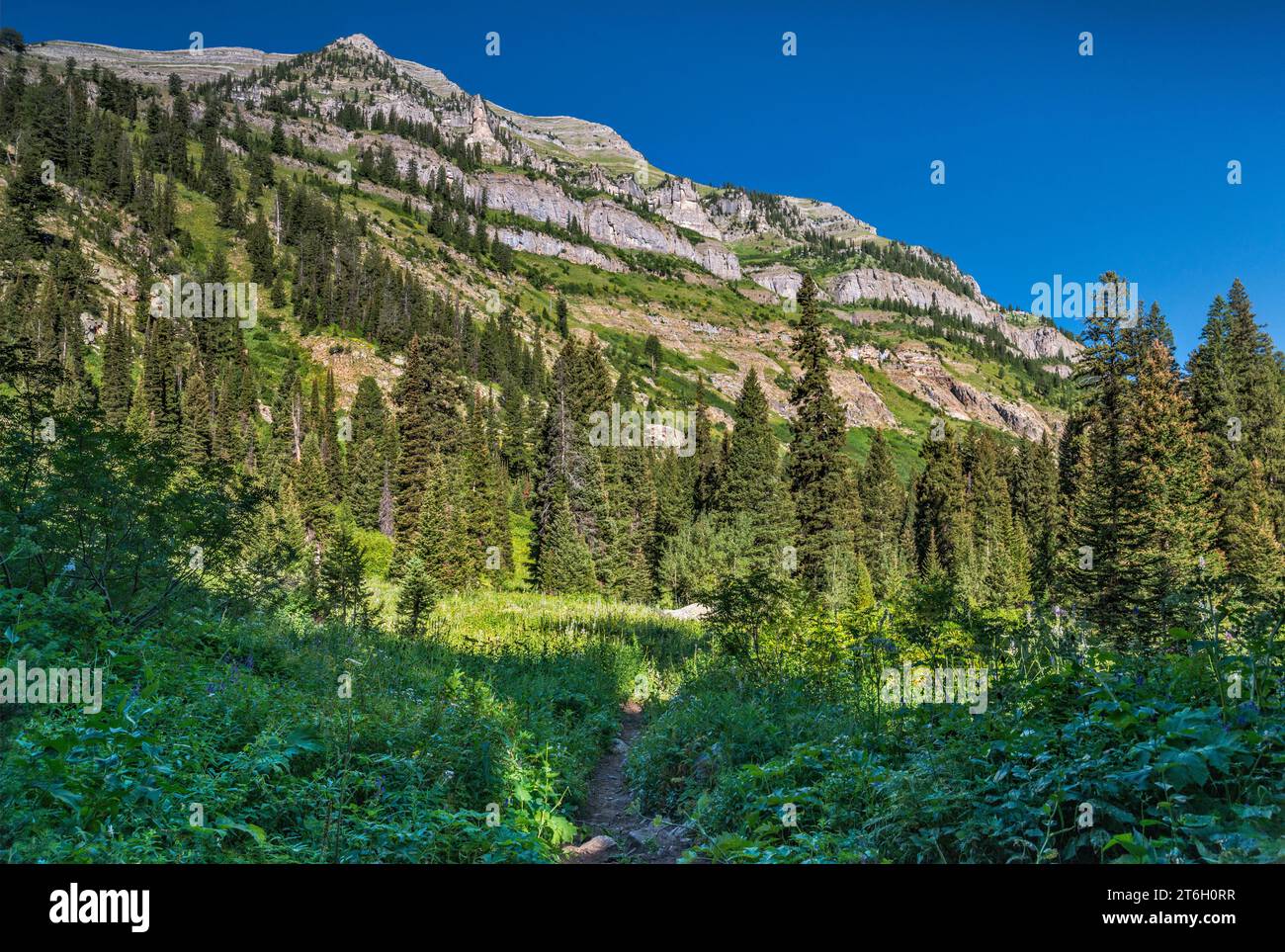 Die Wedge Formation über Teton Canyon, South Teton Trail, Teton Range, Greater Yellowstone Rockies, Sommermorgen, Jedediah Smith Wilderness, Wyoming Stockfoto